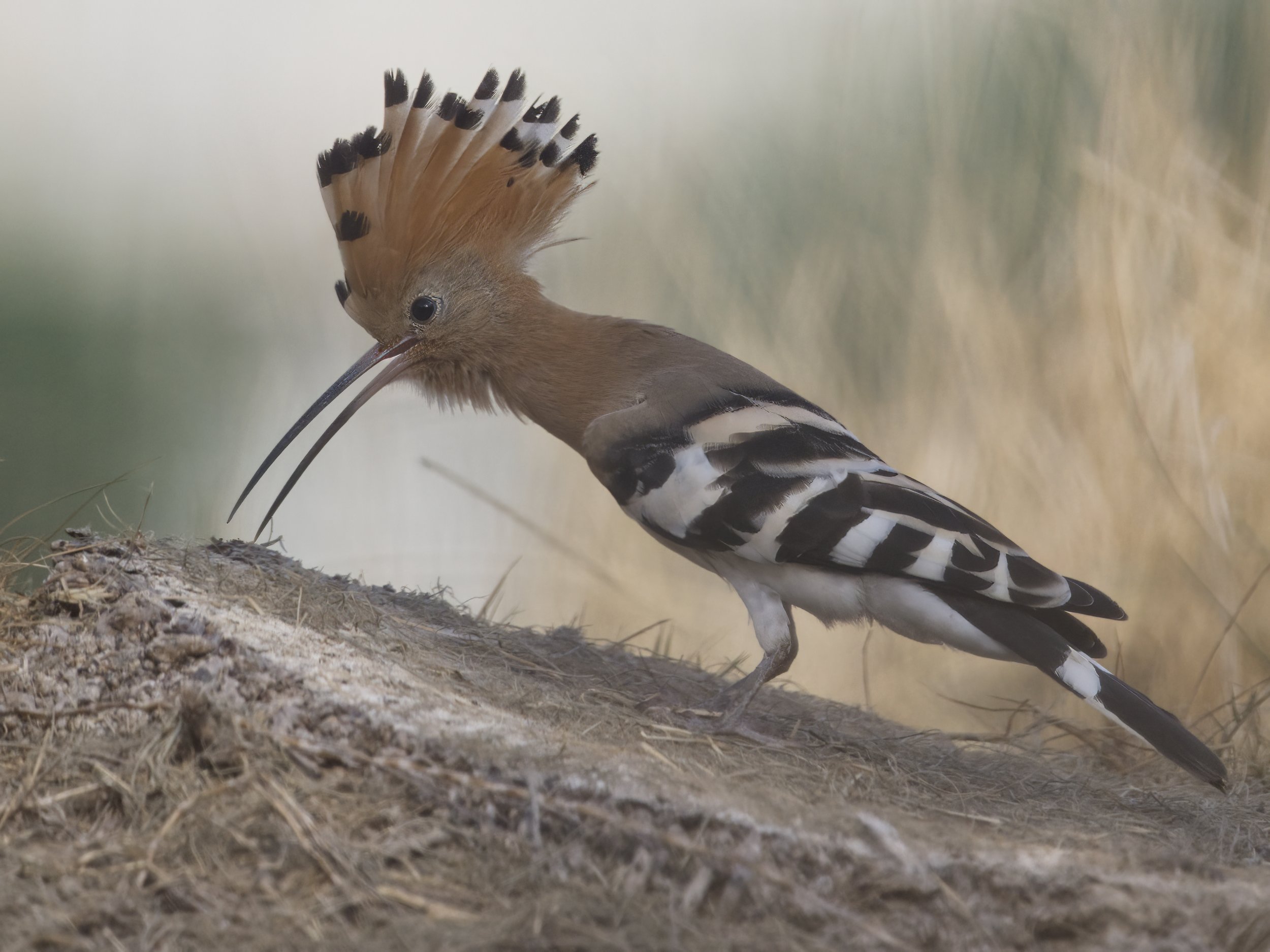 Birds United Arab Emirates UAE