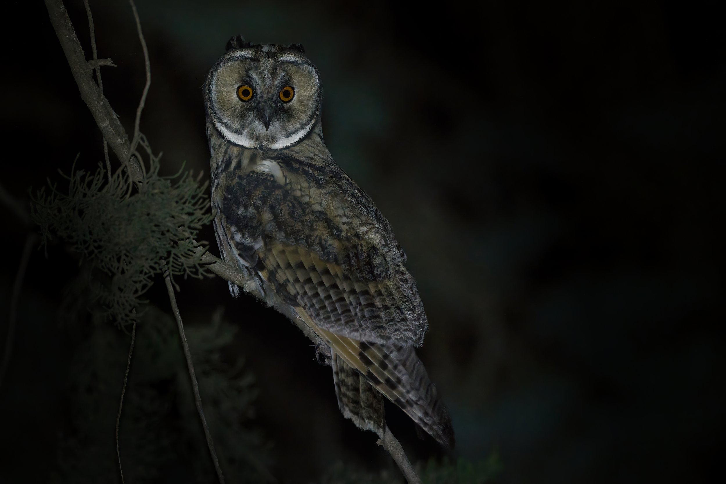 Long-eared Owl lebanon