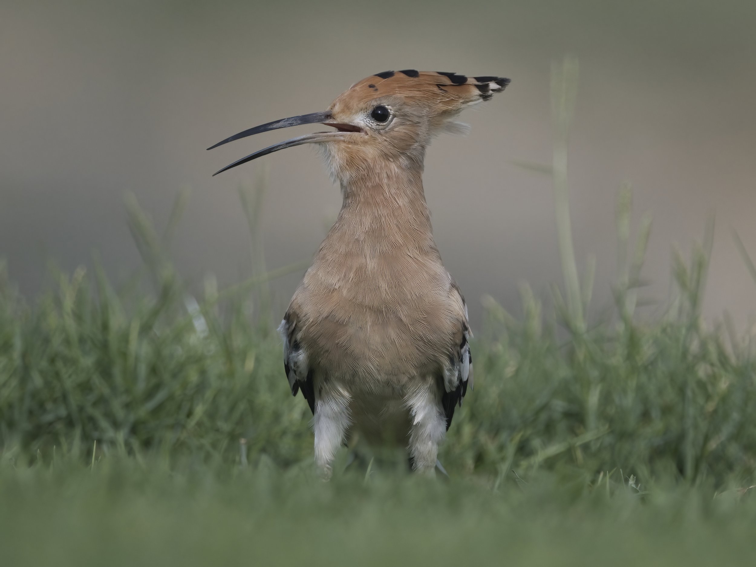 Hoopoe United Arab Emirates