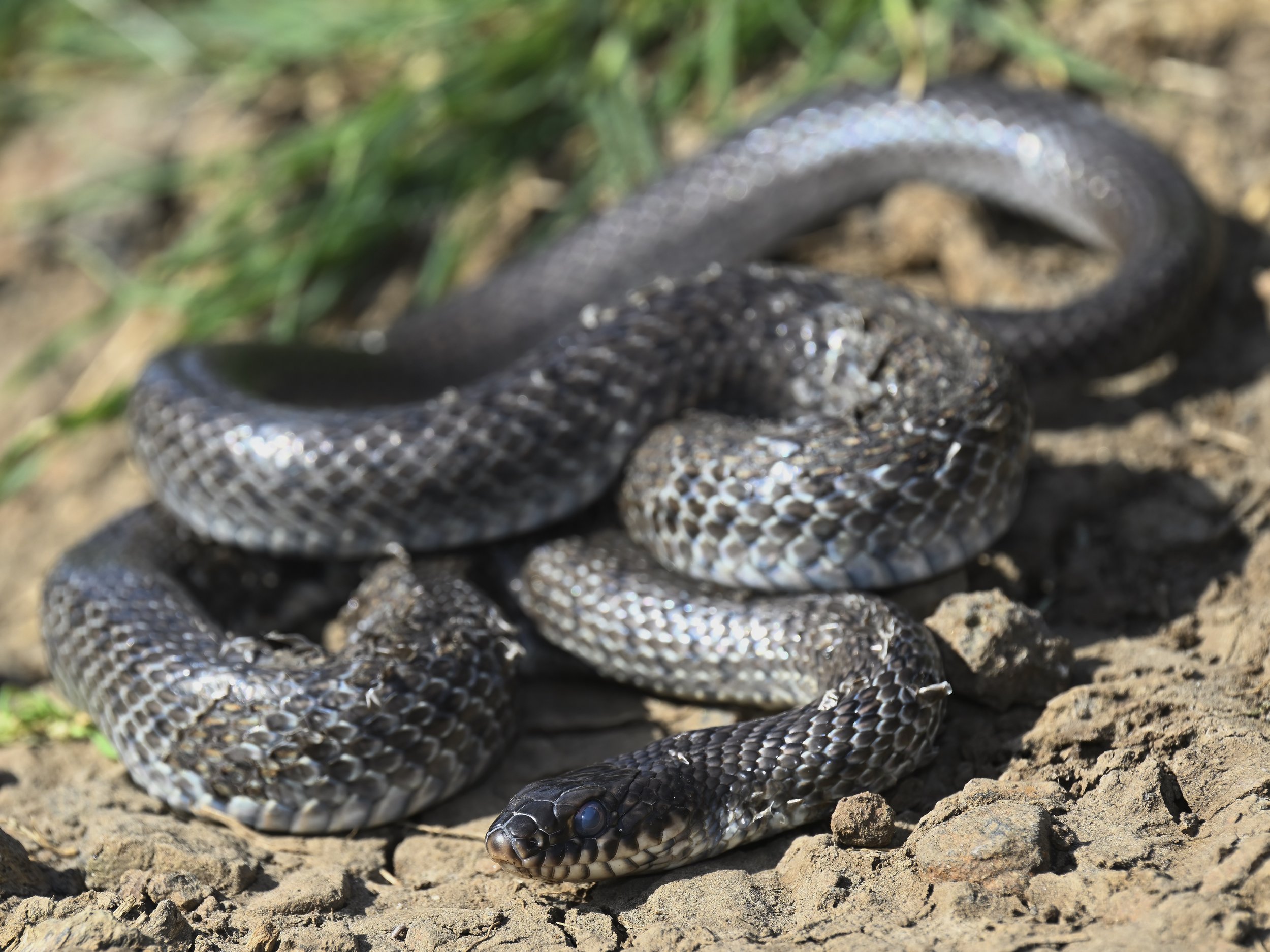 Large Whip Snake (Dolichophis jugularis)