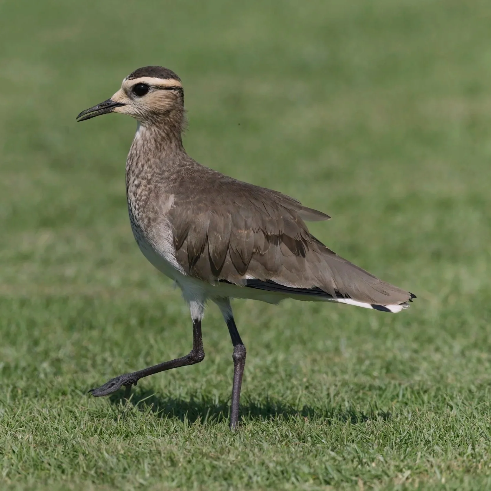 Sociable Lapwing (Vanellus gregarius)