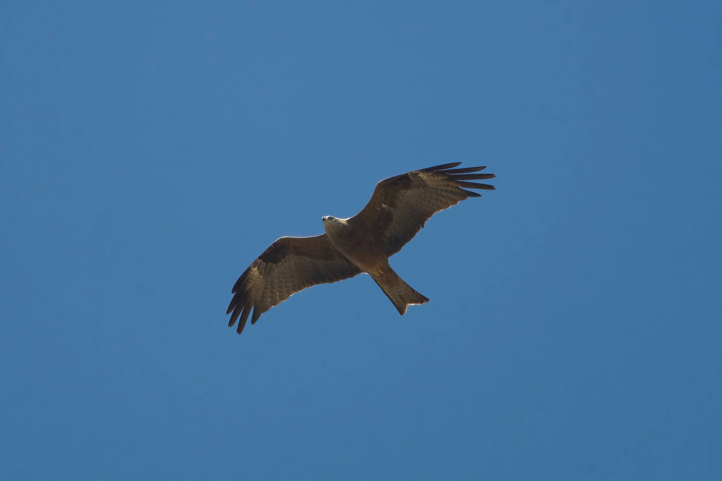 birds migration lebanon