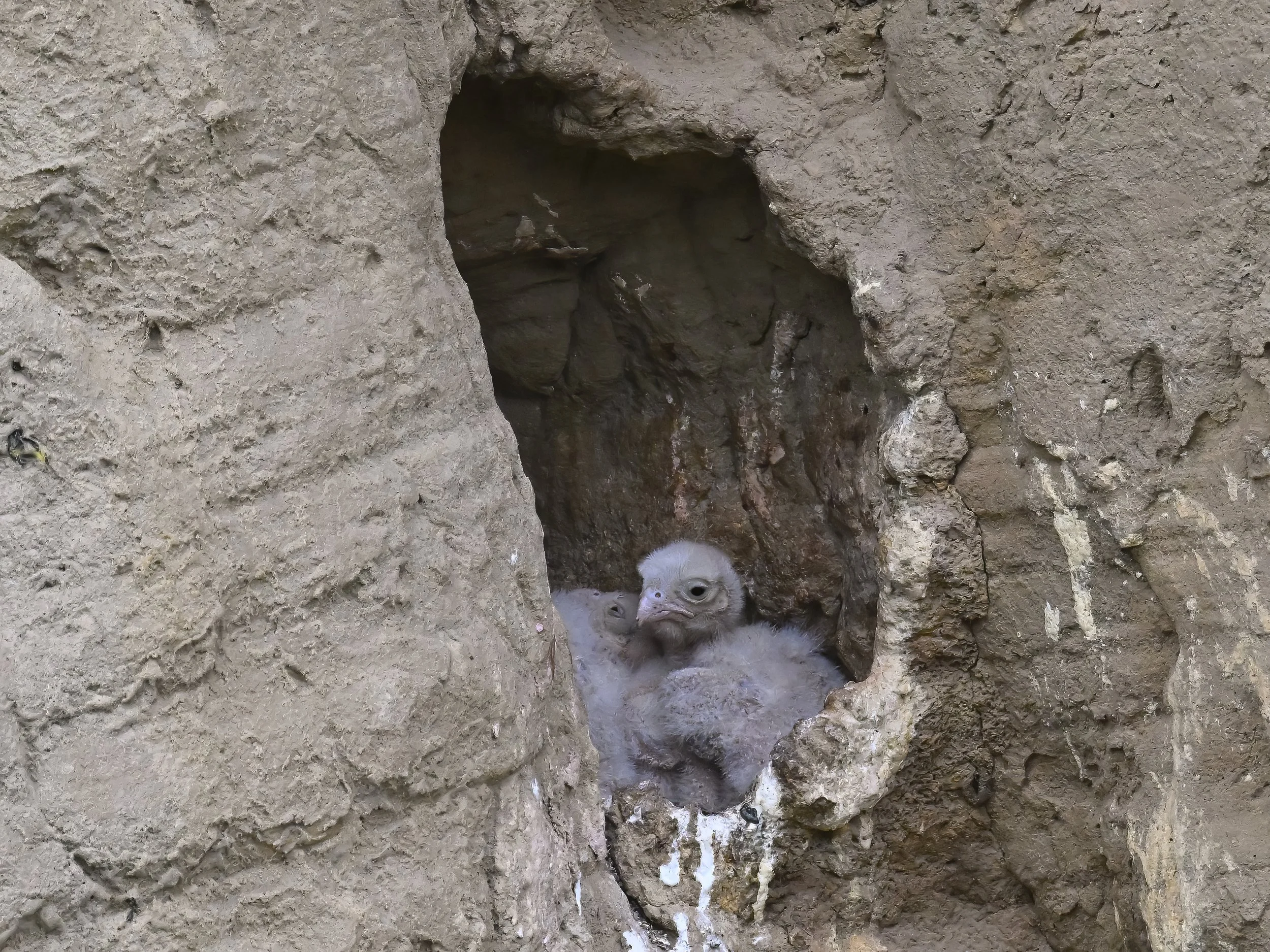 Wildlife documentary Lebanon