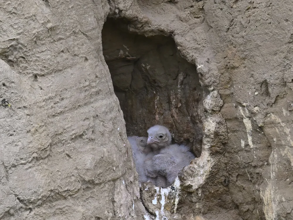 Eurasian Kestrel — Eurasian Kestrel Nestling