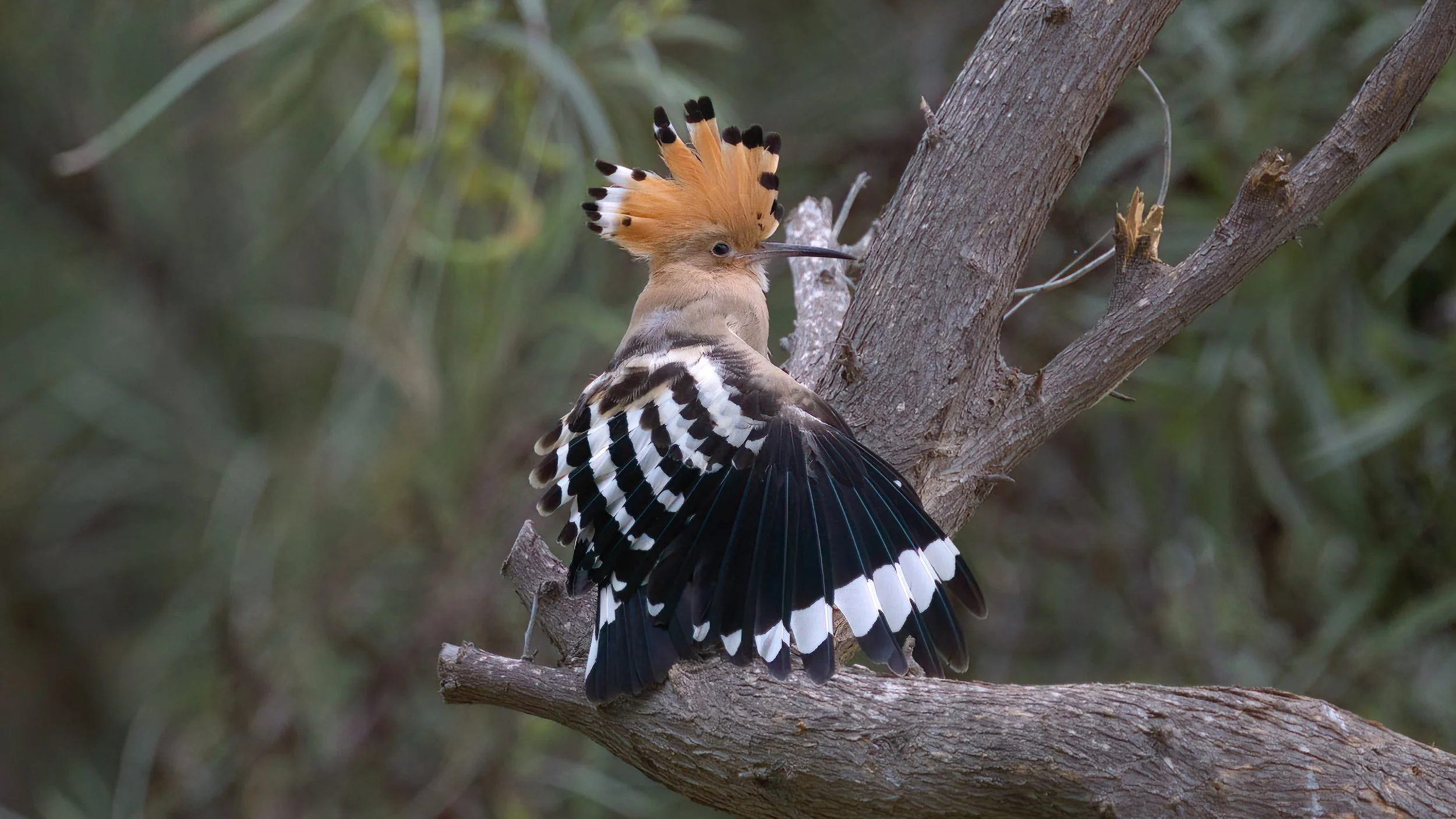 Eurasian Hoopoe (هدهد أوراسي)