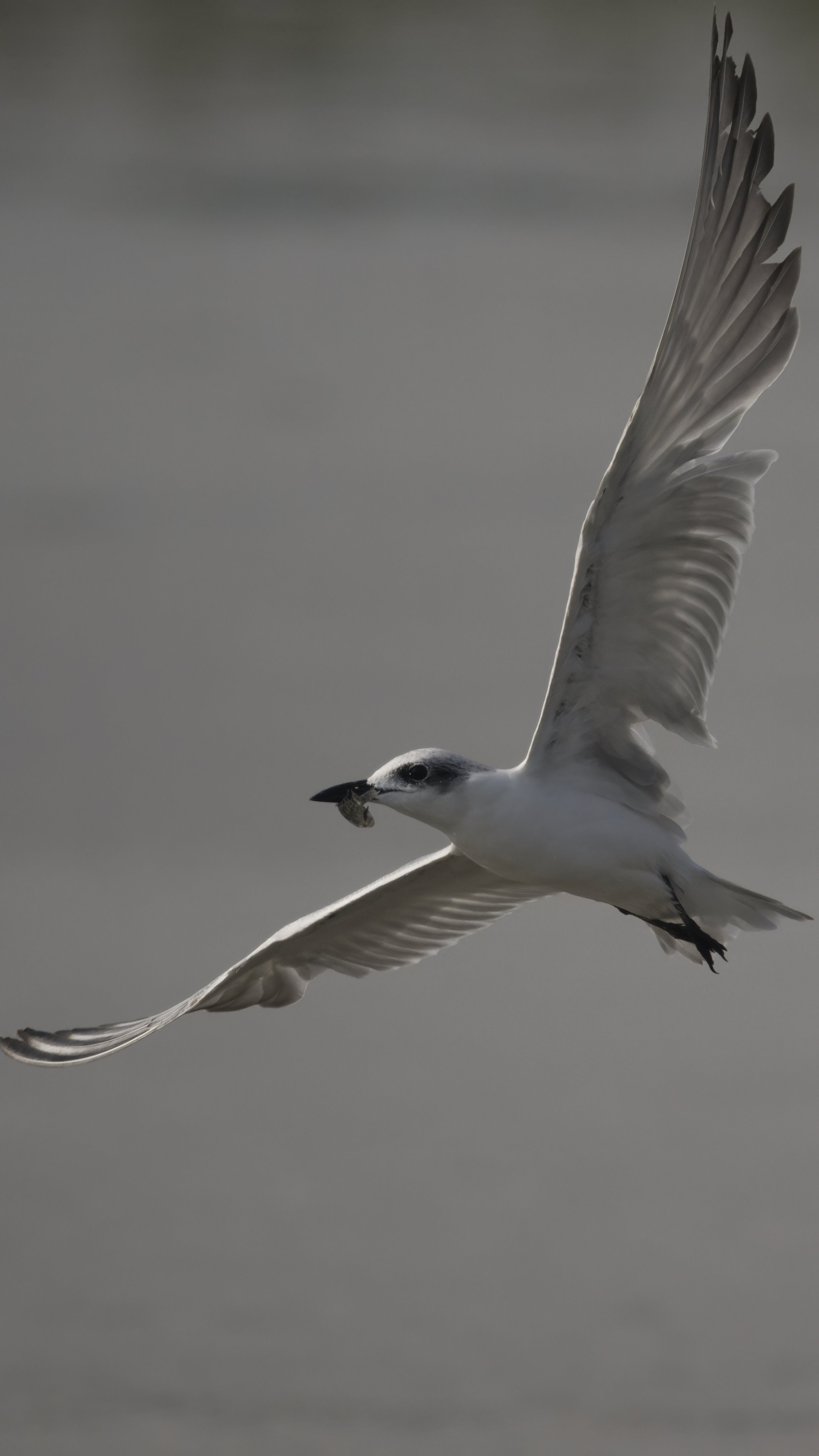 Ras Al Khor Wildlife Sanctuary