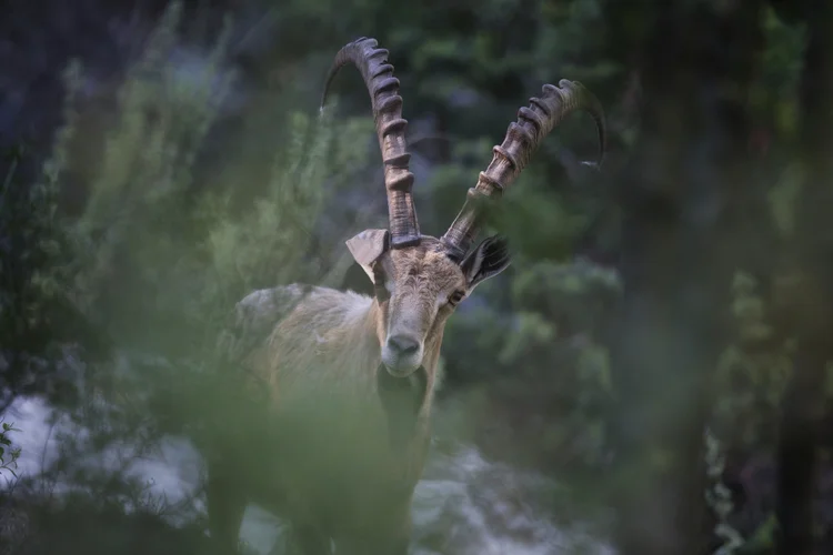 Nubian ibex among trees
