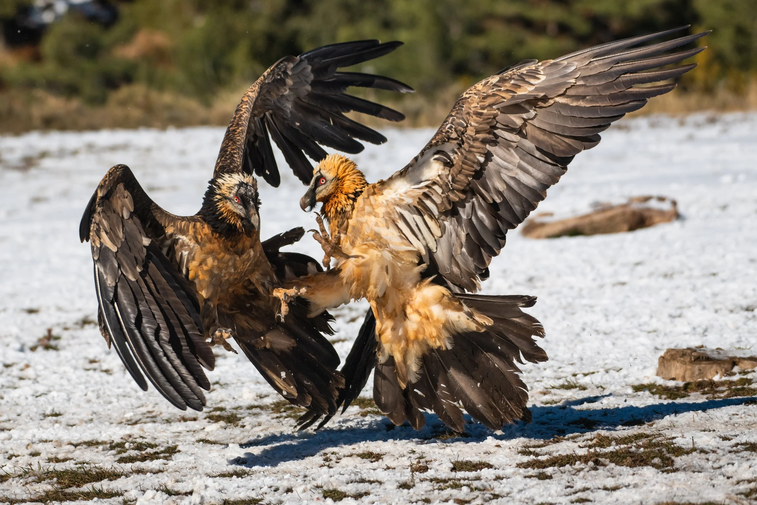 Bearded Vulture - Pyrene Wildlife