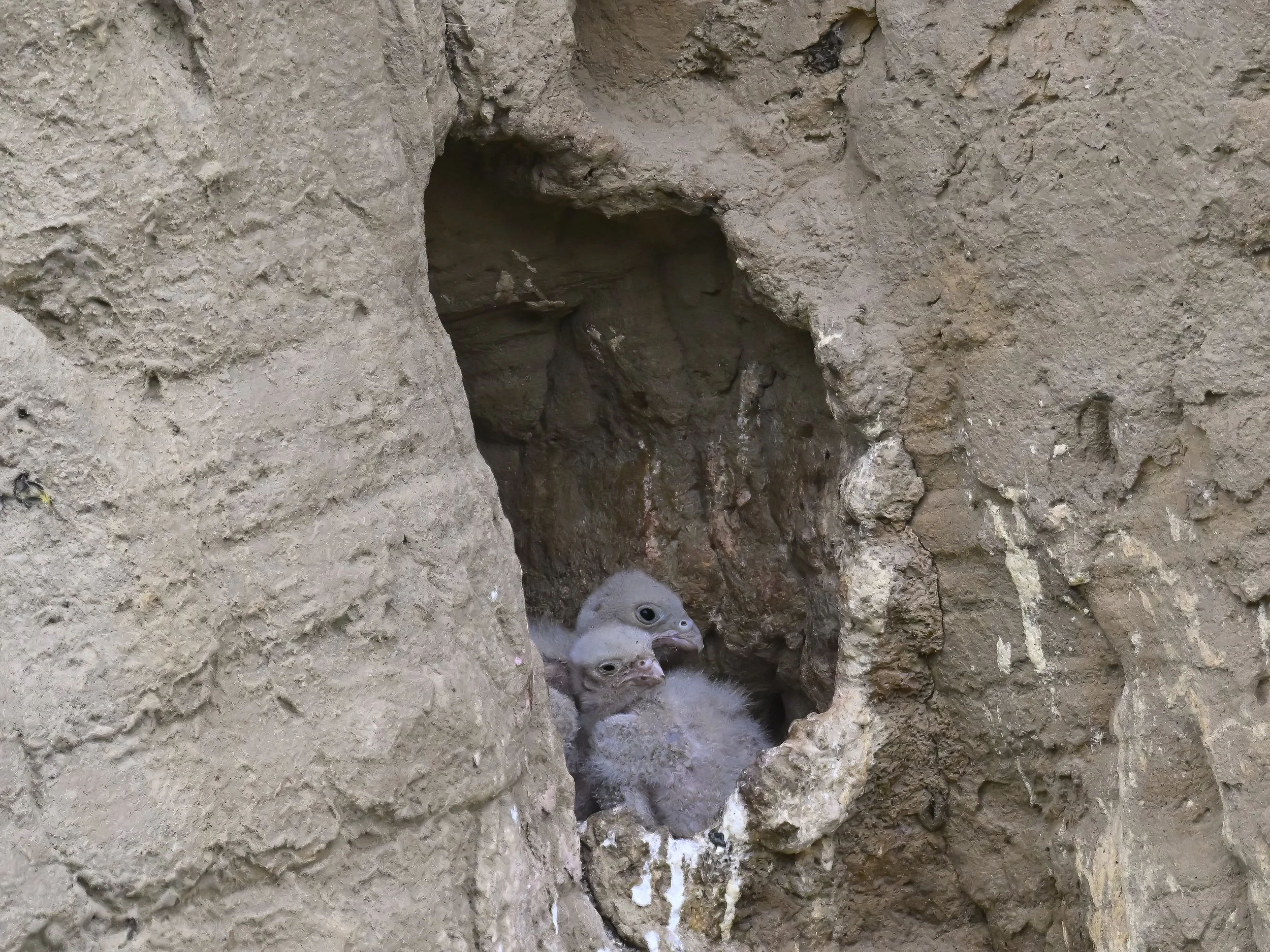 Wildlife documentary Lebanon