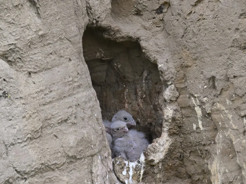 Eurasian Kestrel — Eurasian Kestrel Nestling