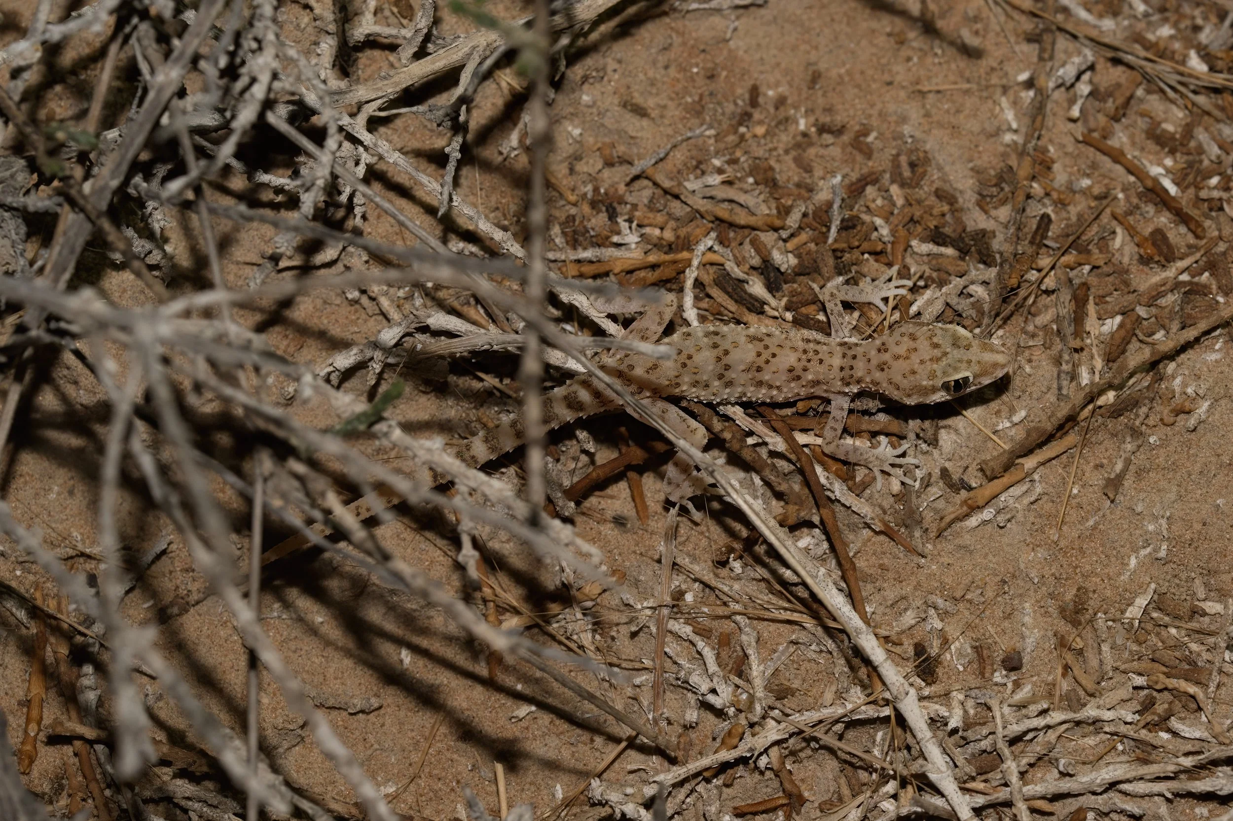 Baluch Ground Gecko | الوزغ الأرضي البلوشي | Bunopus tuberculatus