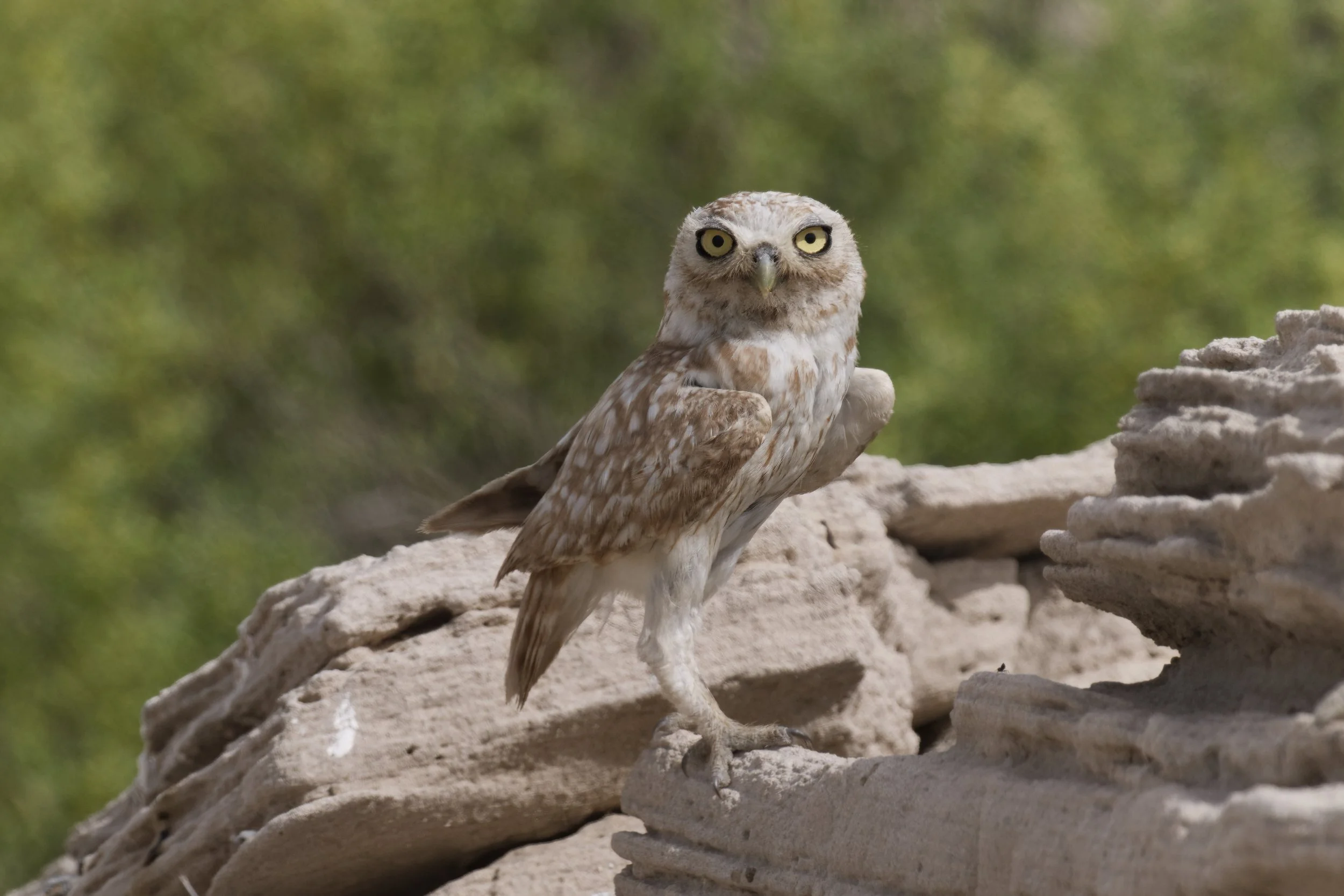 Owl with yellow eyes
