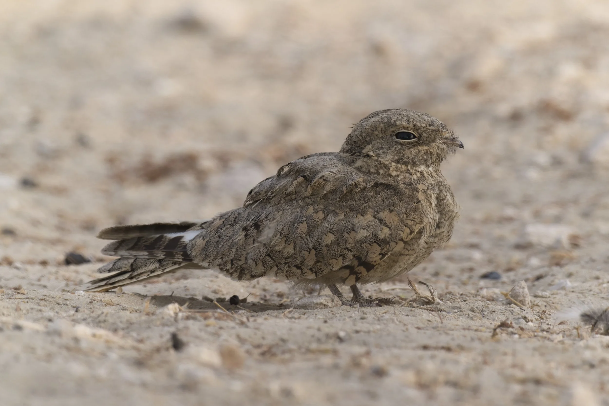 Egyptian Nightjar / Caprimulgus aegyptius