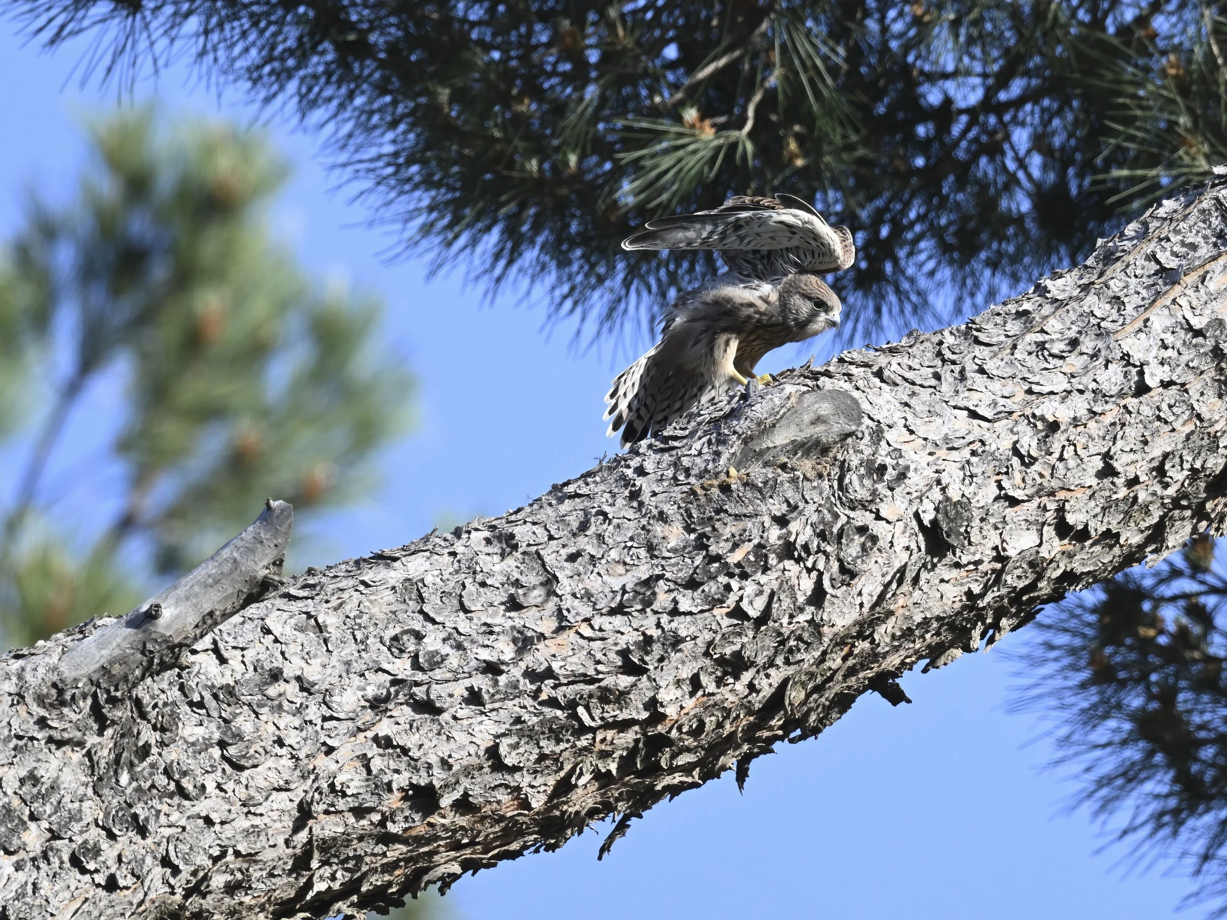 Birds of prey fledging