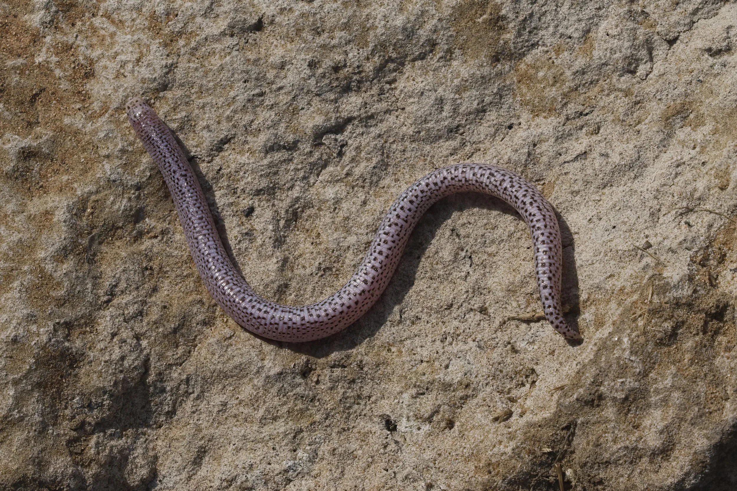 Herping Trips in UAE