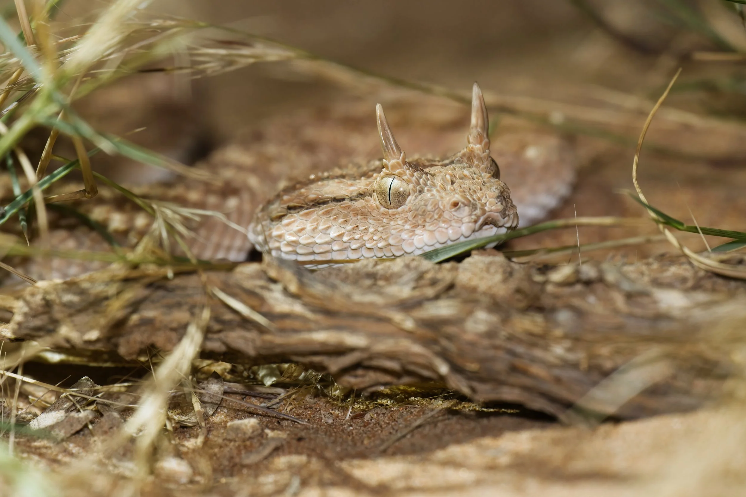 Arabian Horned Viper_Z090562.jpeg