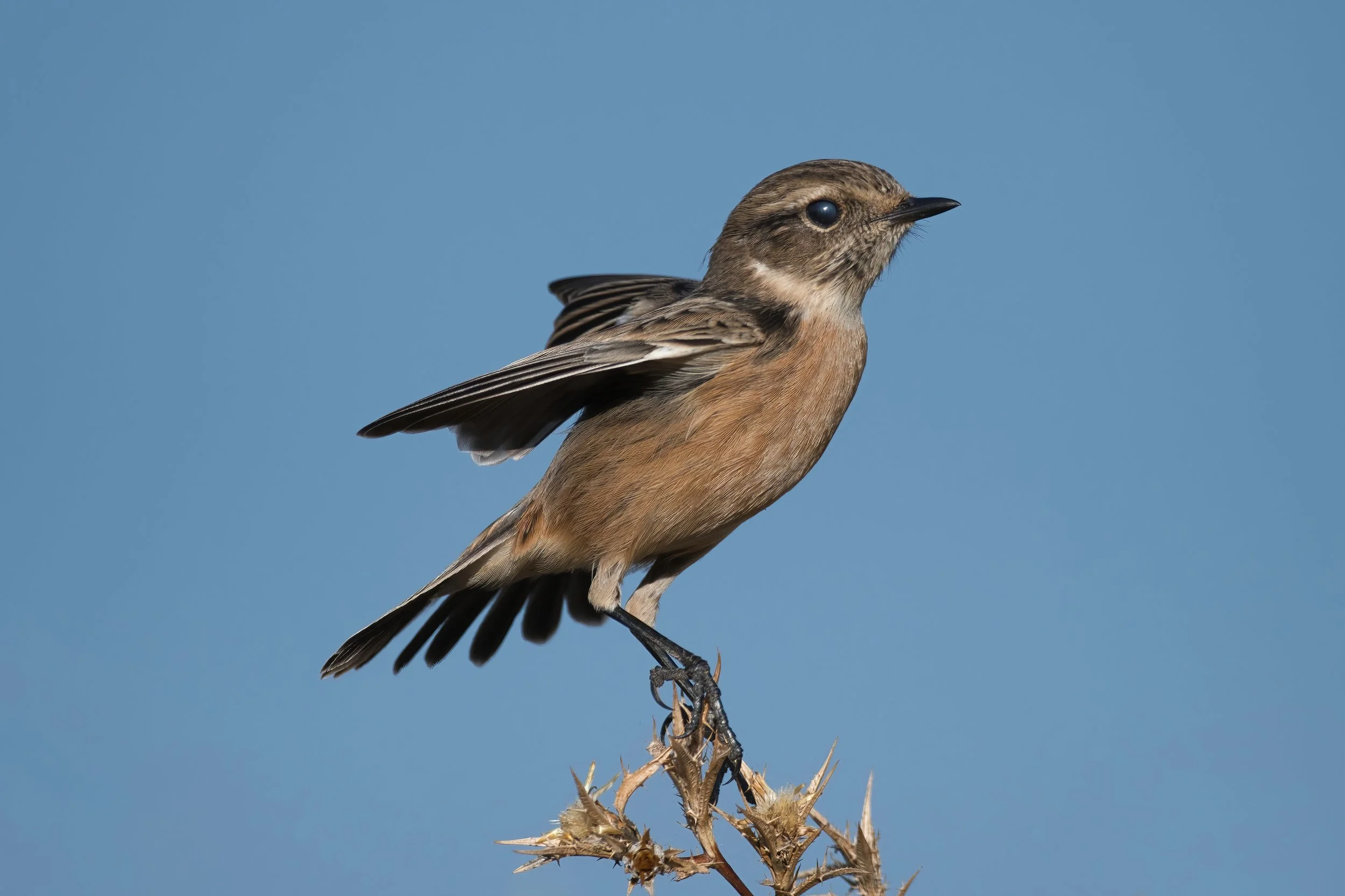 European Stonechat (القليعي الأوروبي) \ Saxicola rubicola