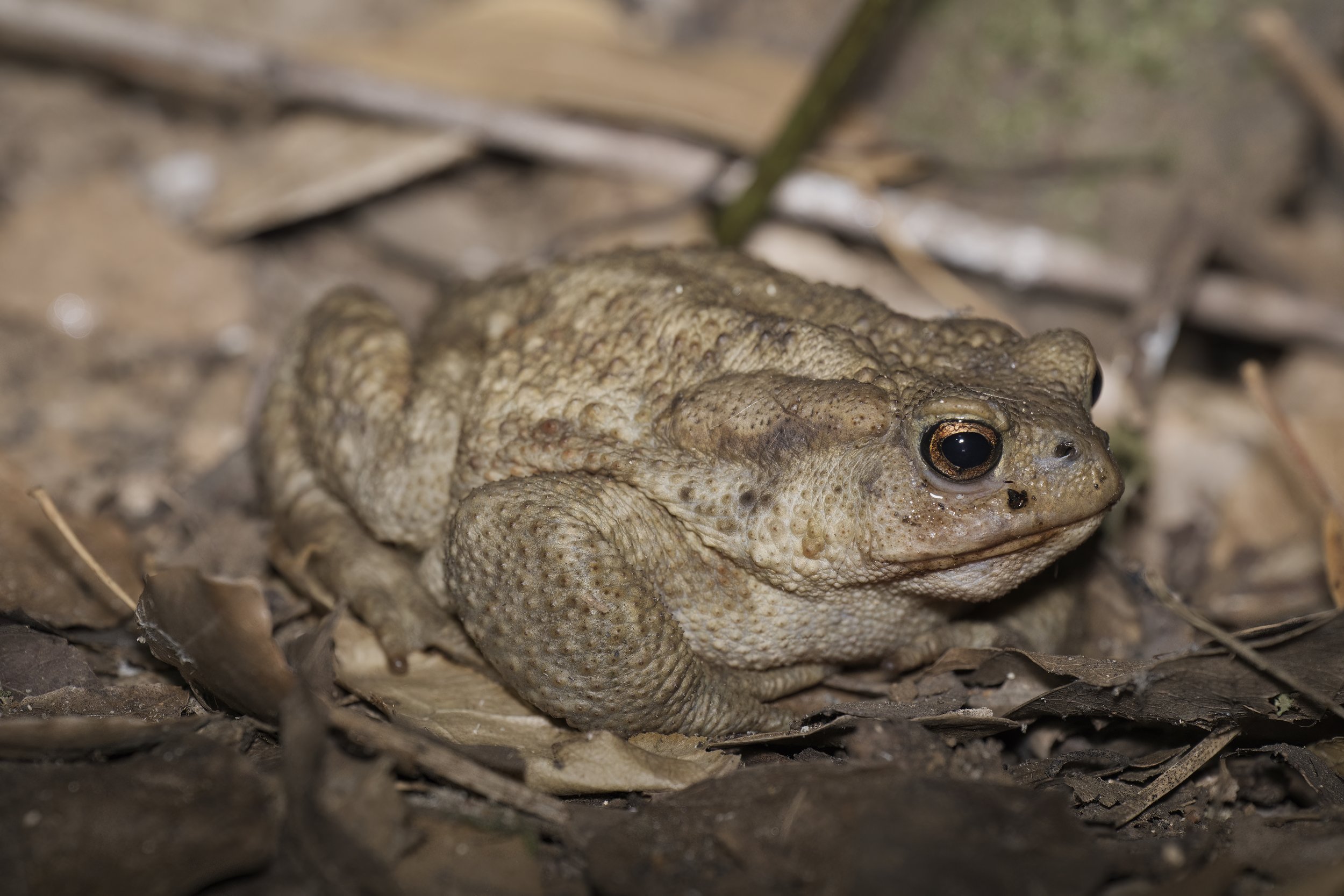 Toads Lebanon
