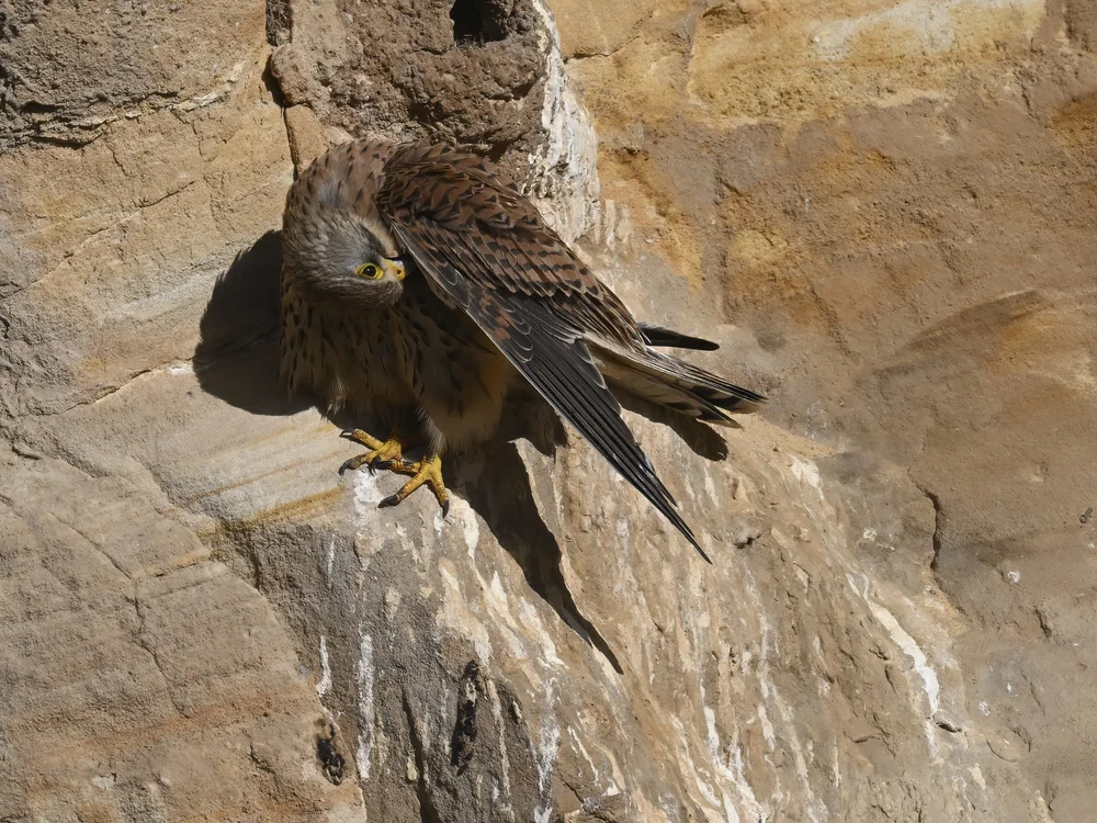 Eurasian Kestrel — best of the story
