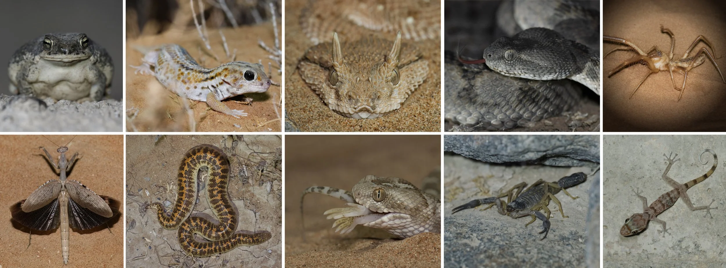 Herping in United Arab Emirates