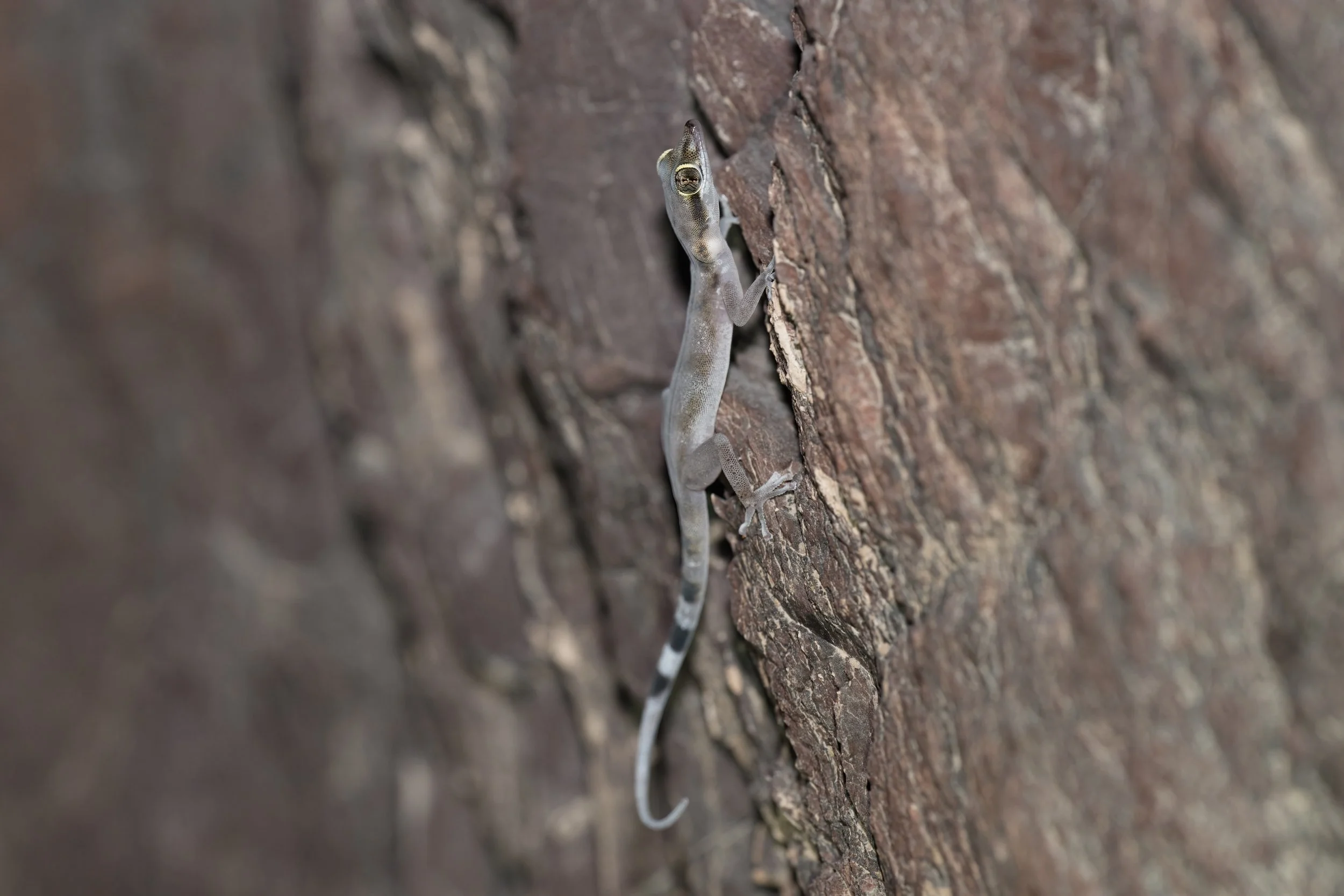 Gallagher’s Leaf-toed Gecko \ Asaccus gallagheri