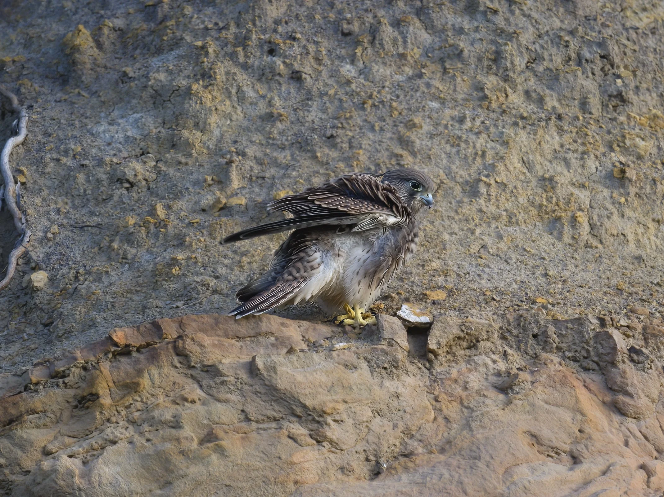 Birds of prey Lebanon