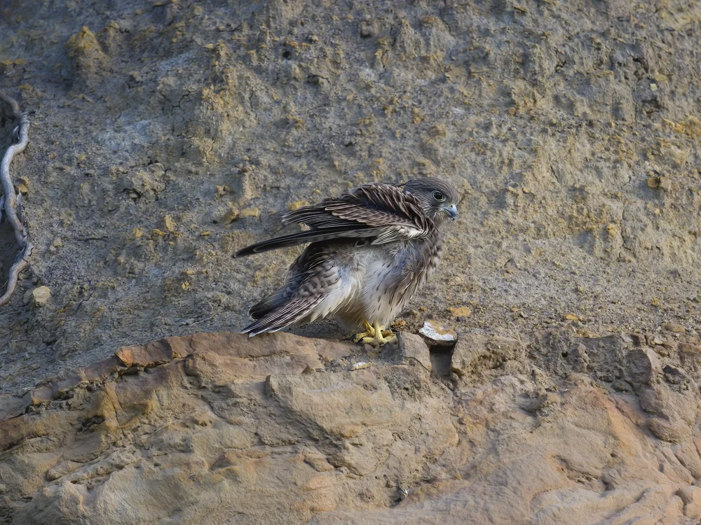 Eurasian Kestrel — The Fallen One Left The Nest