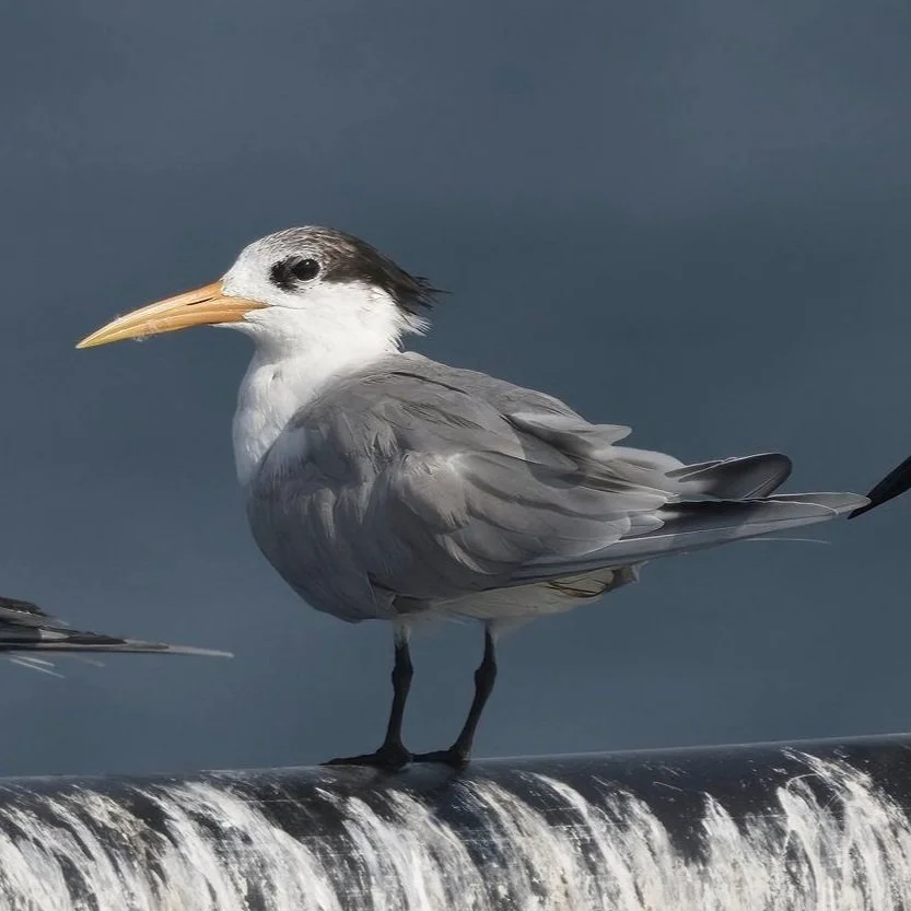Great Crested Tern (Thalasseus bergii)