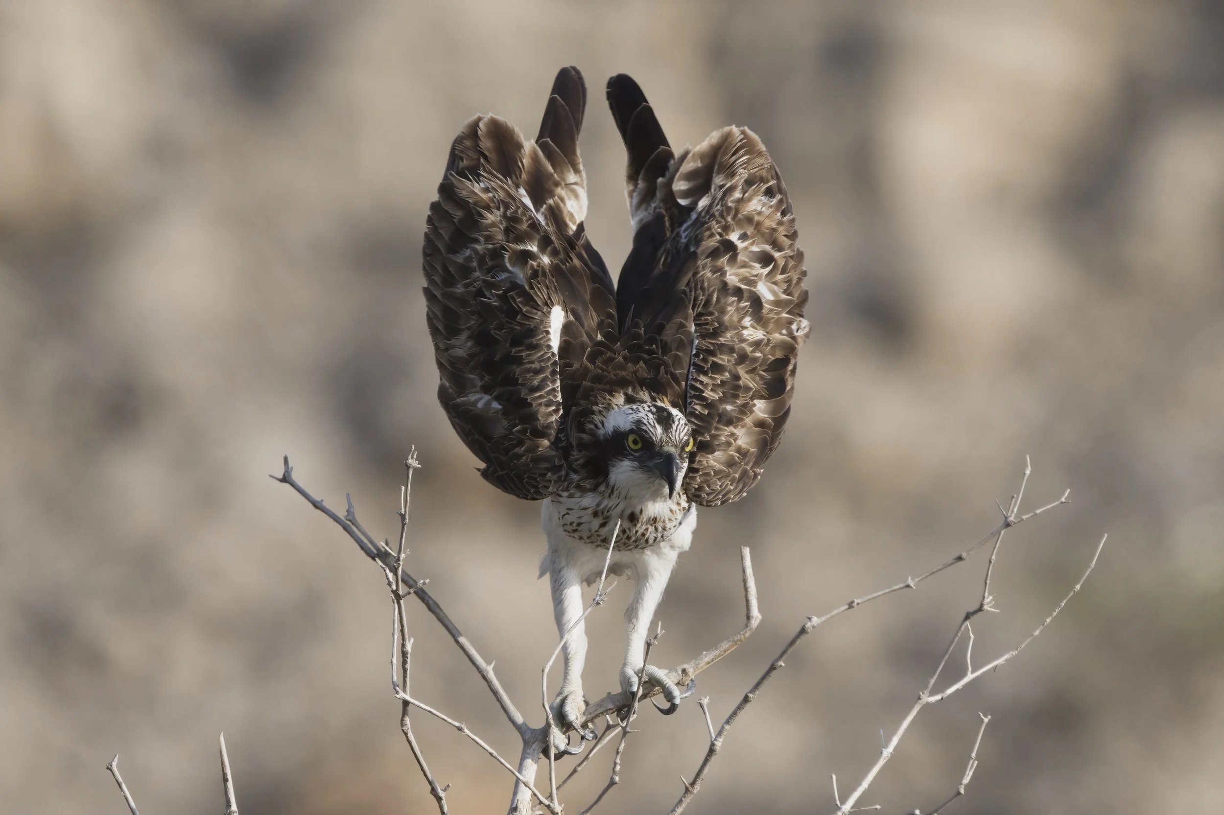 Birds watching trips UAE