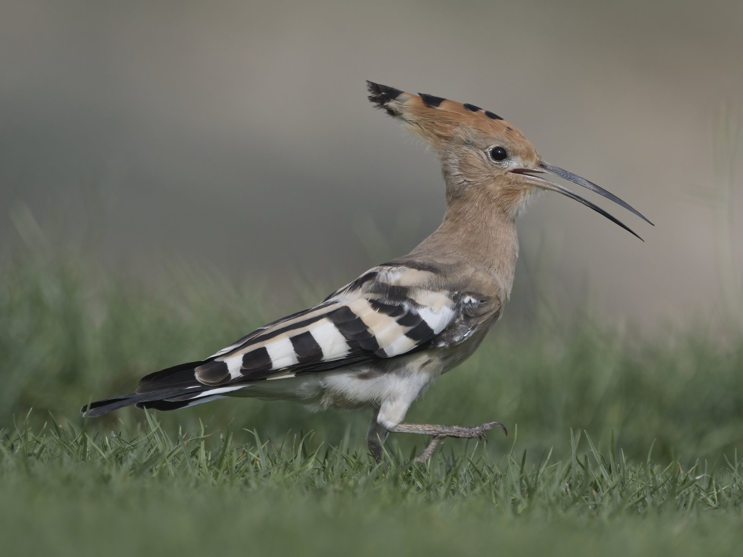 Hoopoe United Arab Emirates