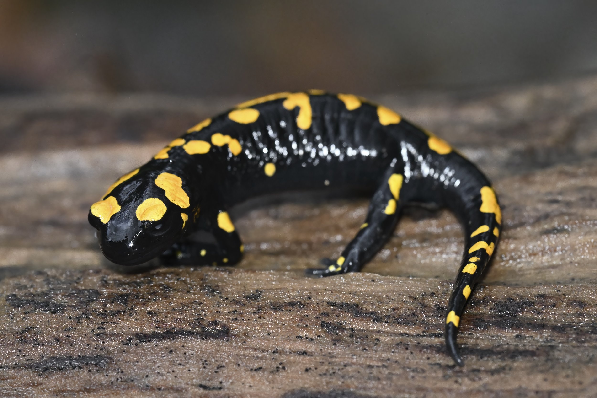 Near Eastern Fire Salamander