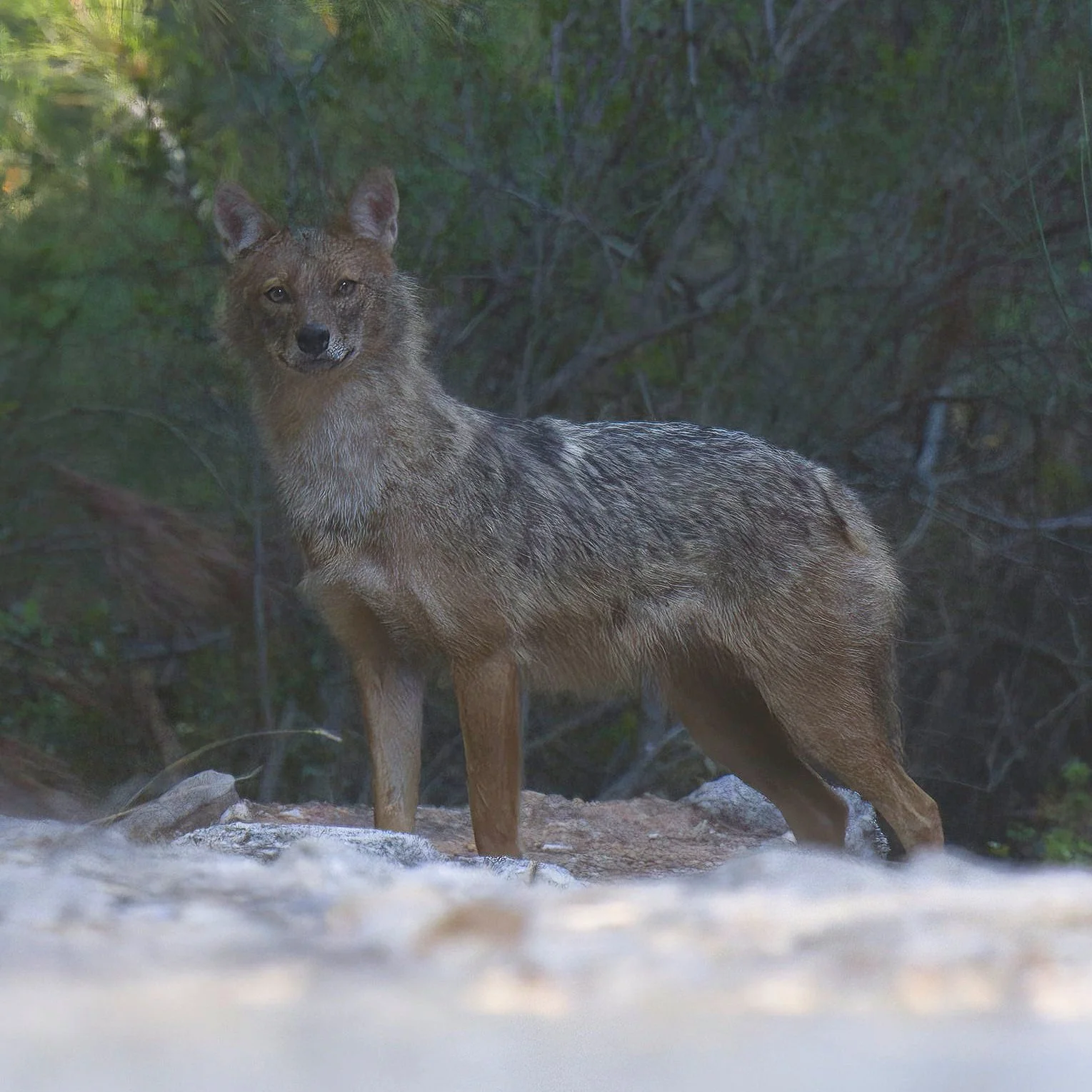 Golden Jackal Canis aureus