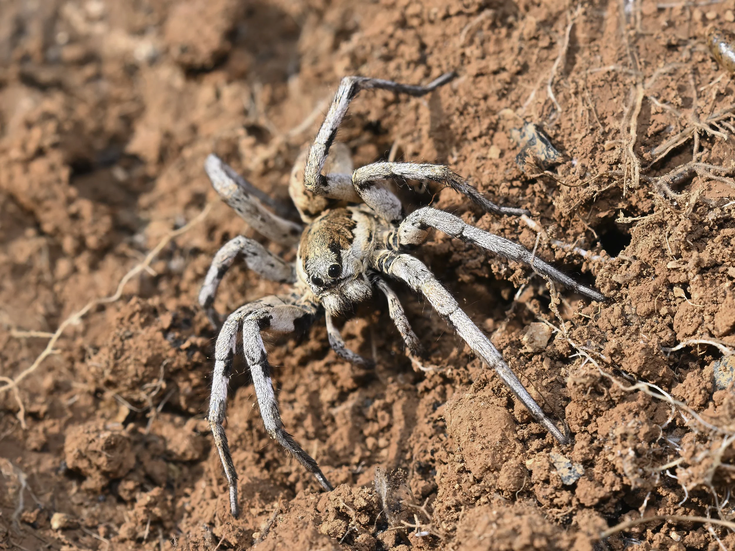Z09_0496_Wolf Spider.jpeg