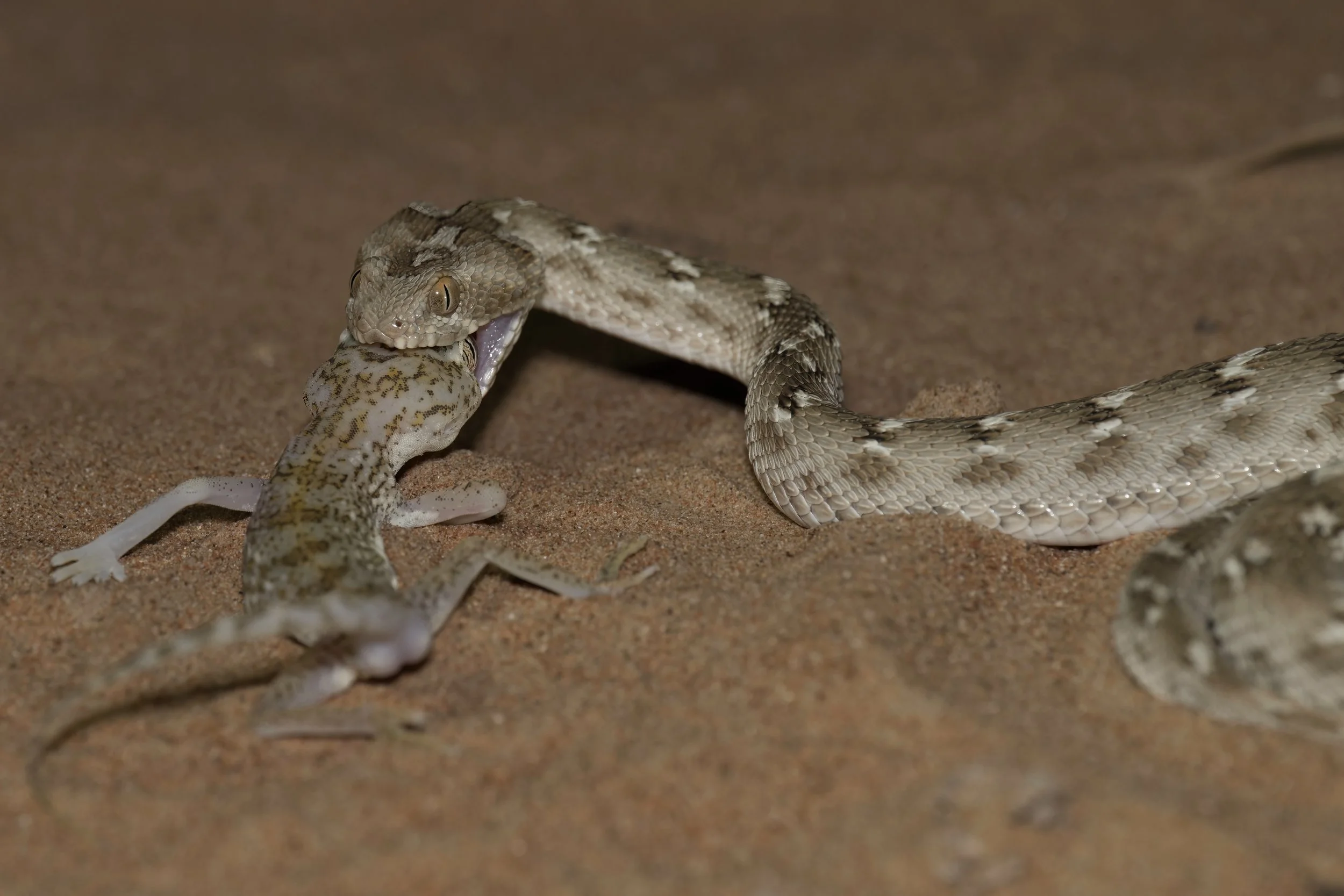 A snake is attacking and biting another smaller snake on a sandy surface.