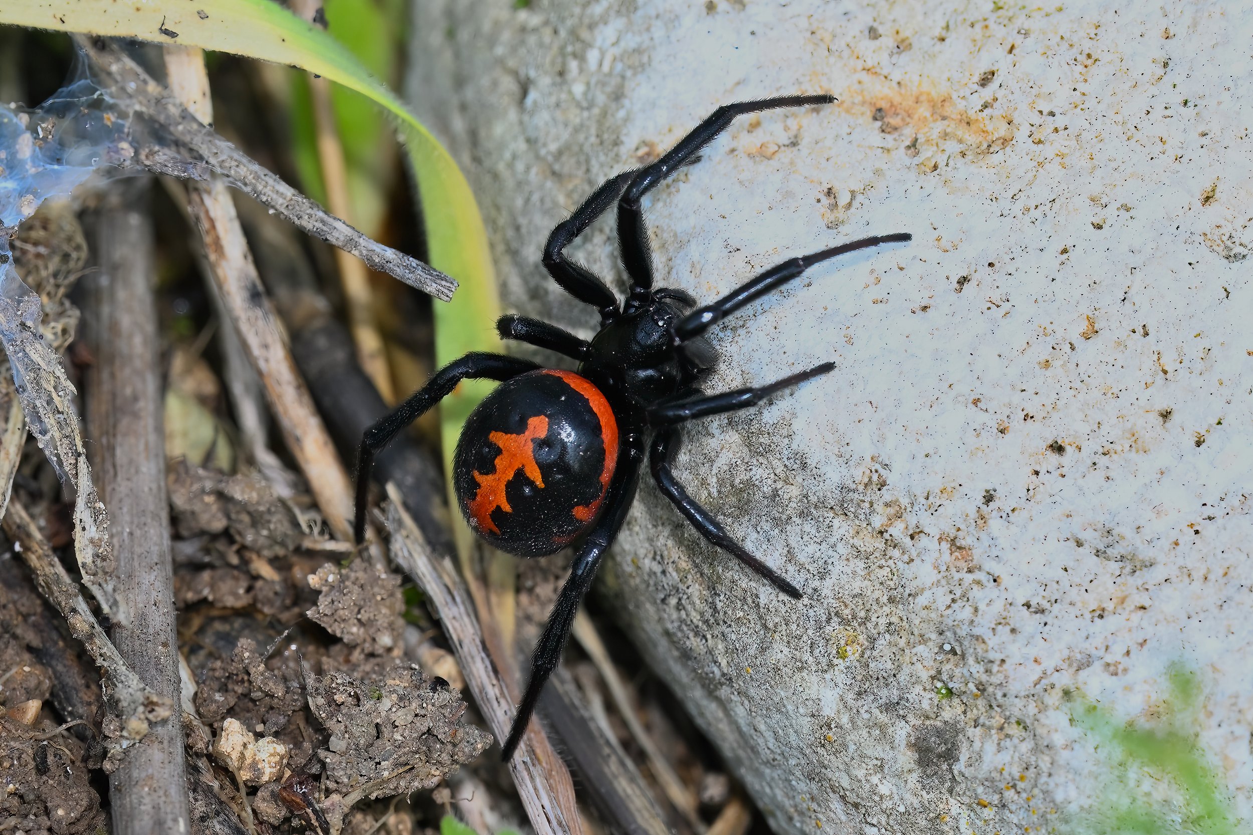 Mediterranean False Black Widow Z09_4233.jpeg