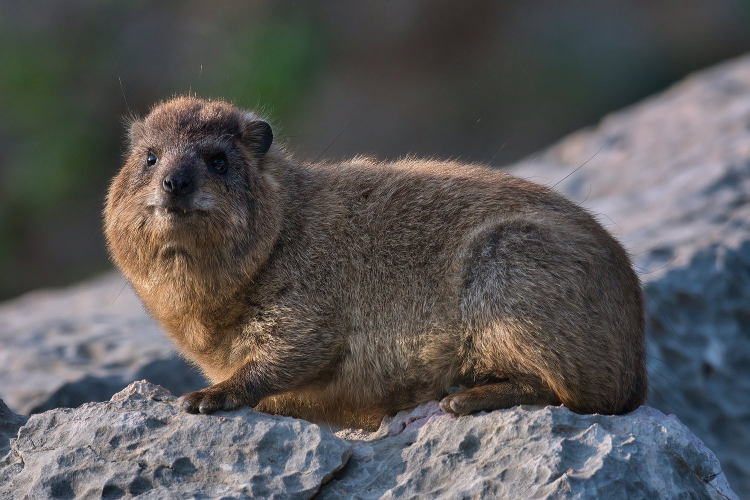 Rock hyrax resting on a grey rock and looking at the camera, Lebanon