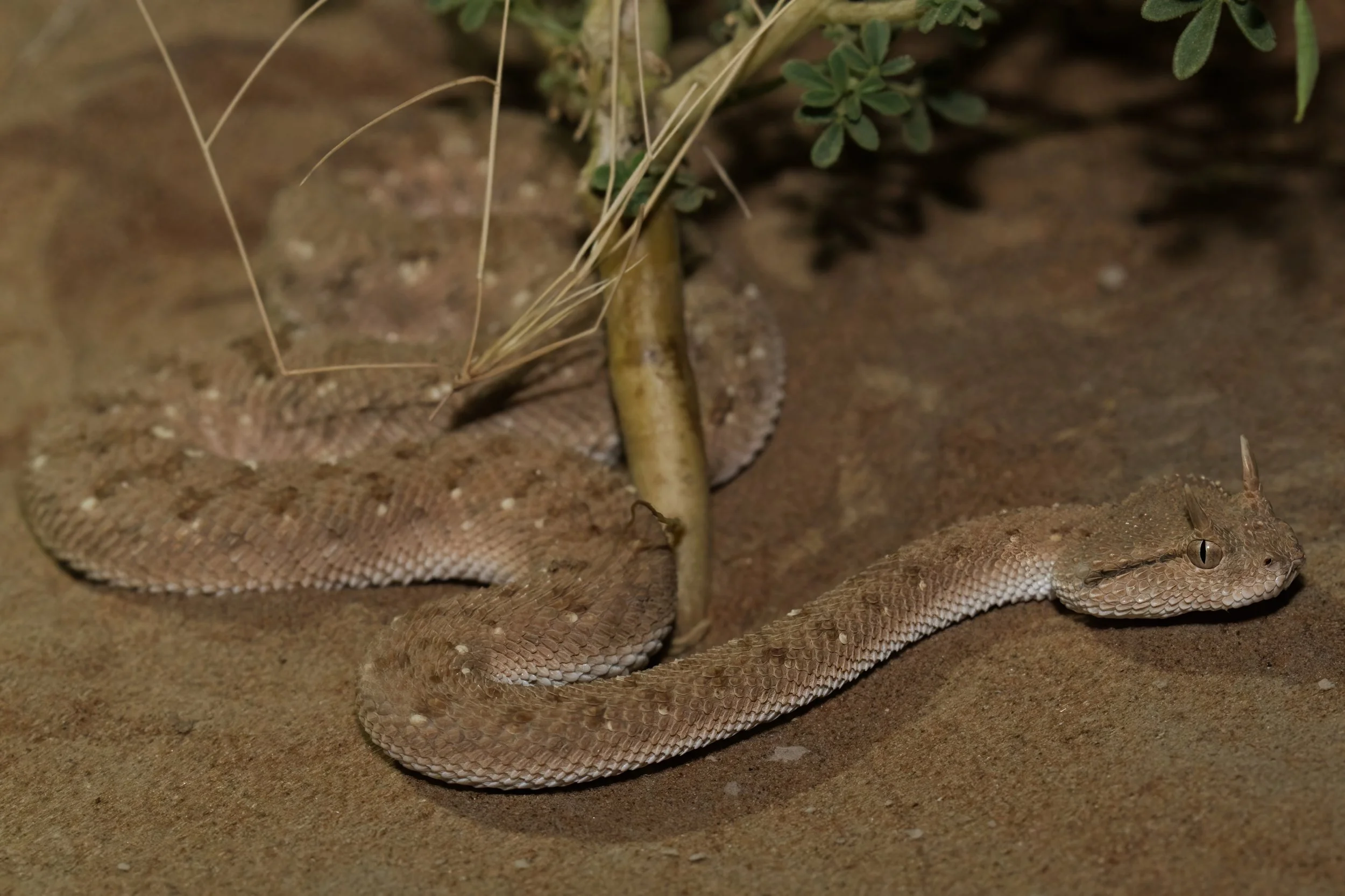 Arabian Horned Viper_Z090541.jpeg