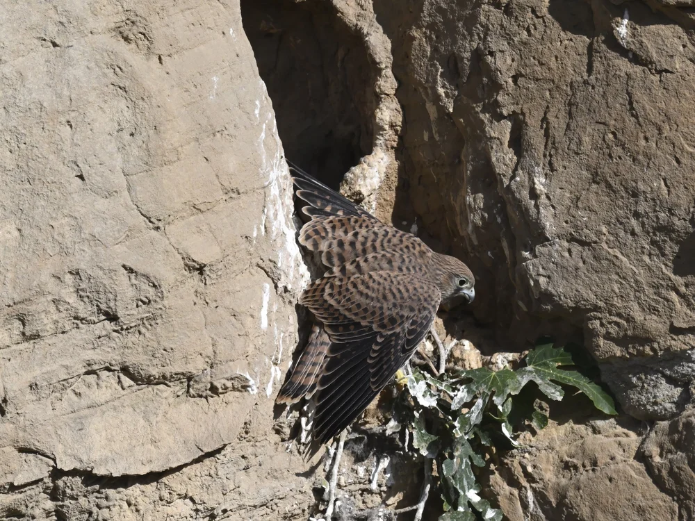 Eurasian Kestrel — The Fallen One Back to The Nest