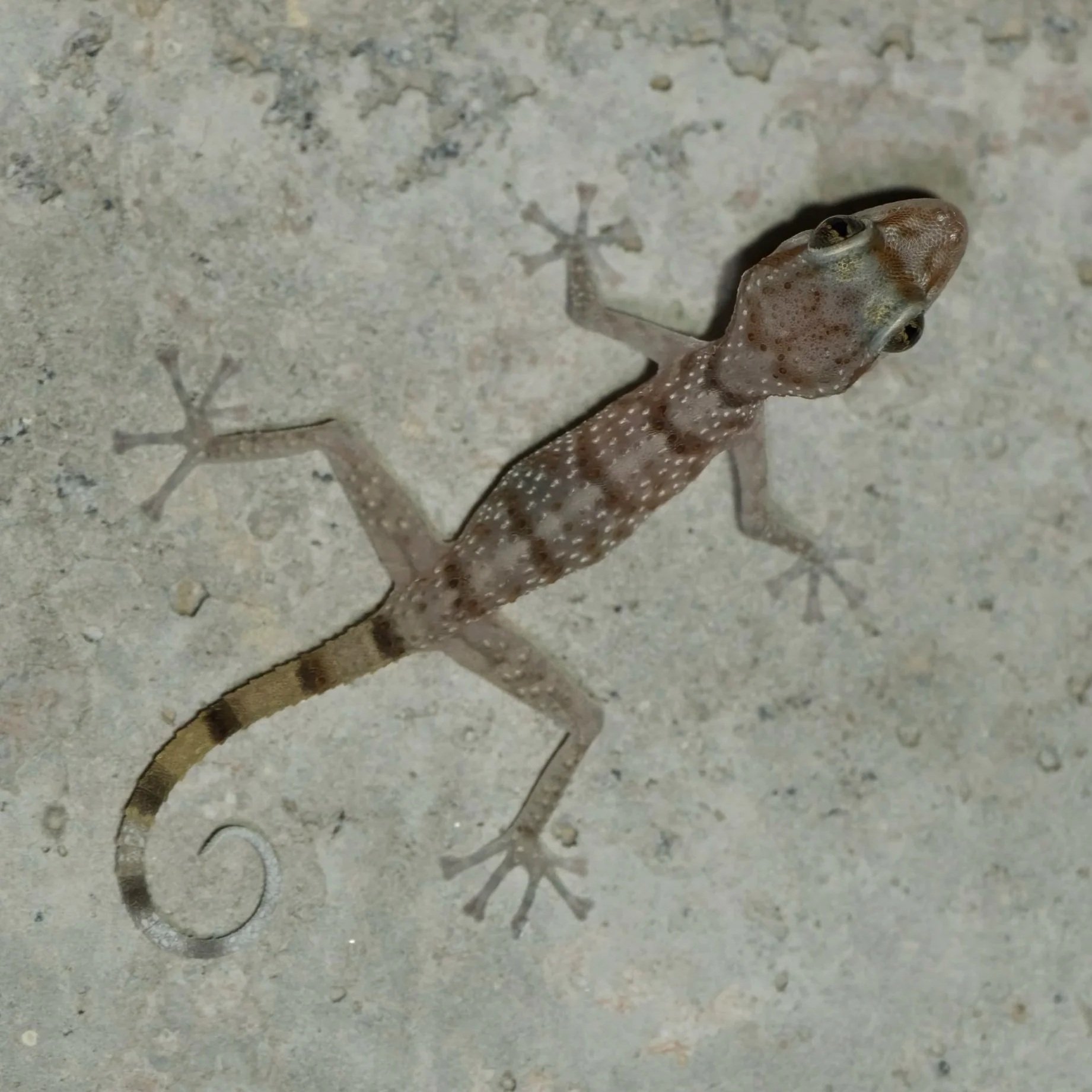 Gallagher’s Leaf-toed Gecko \ Asaccus gallagheri