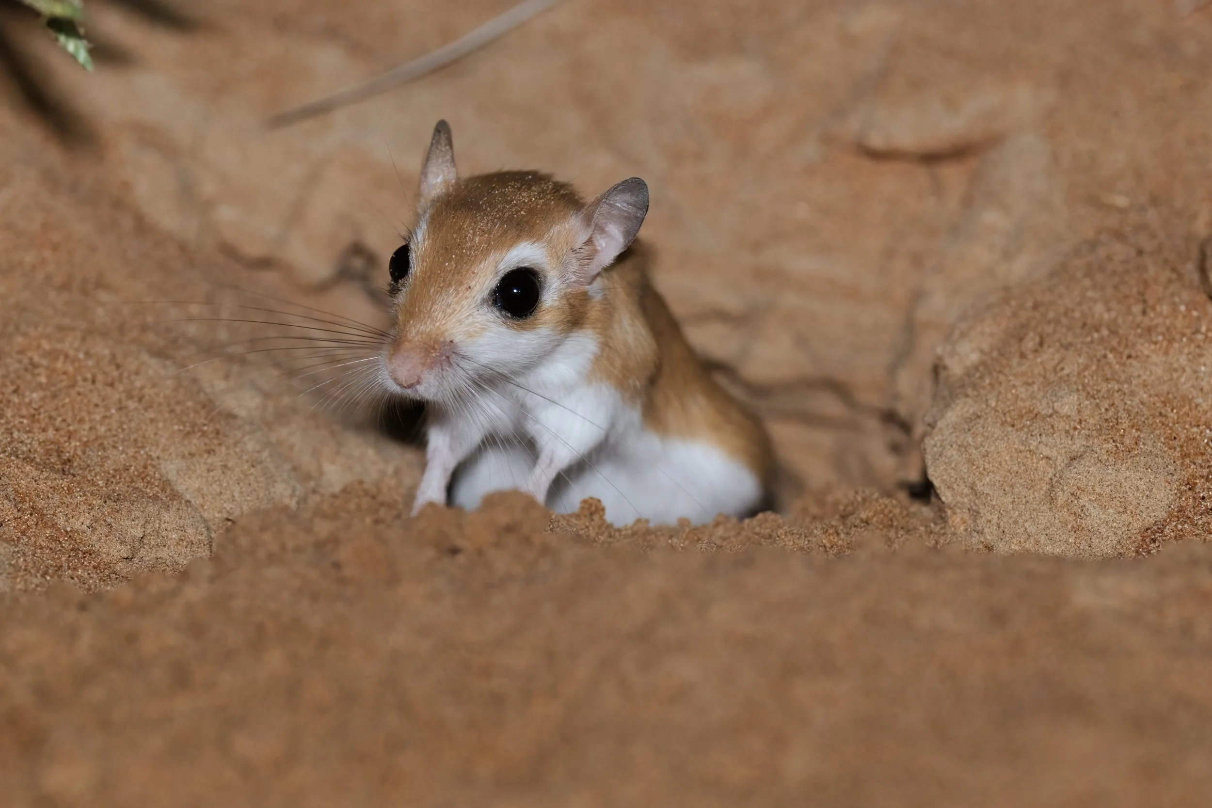 A small animal, possibly a rodent, with large black eyes and light brown fur, is peeking out from a hole in sandy ground.