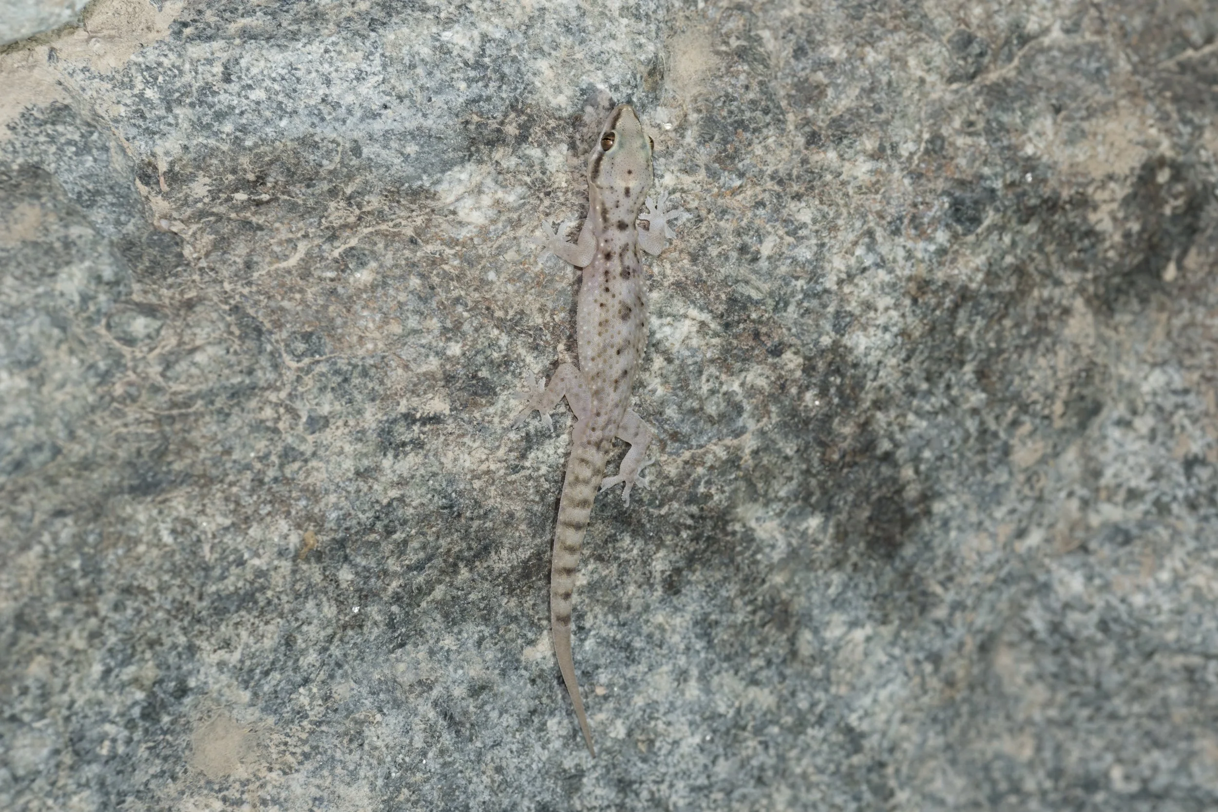 Red Sea House Gecko_Z091561.jpeg
