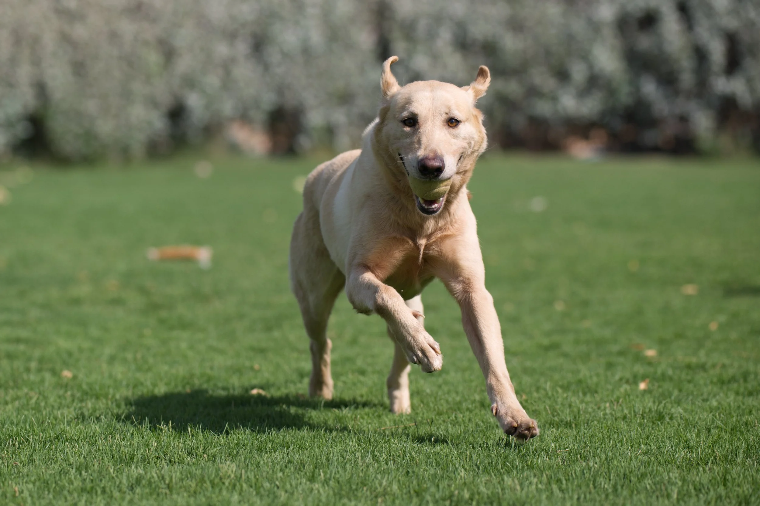 RAK Dog Shelter