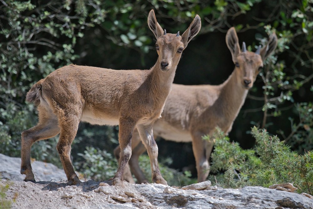 Wildlife lebanon