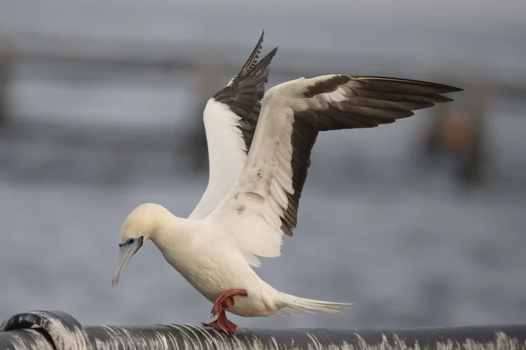 Red-footed Booby, UAE