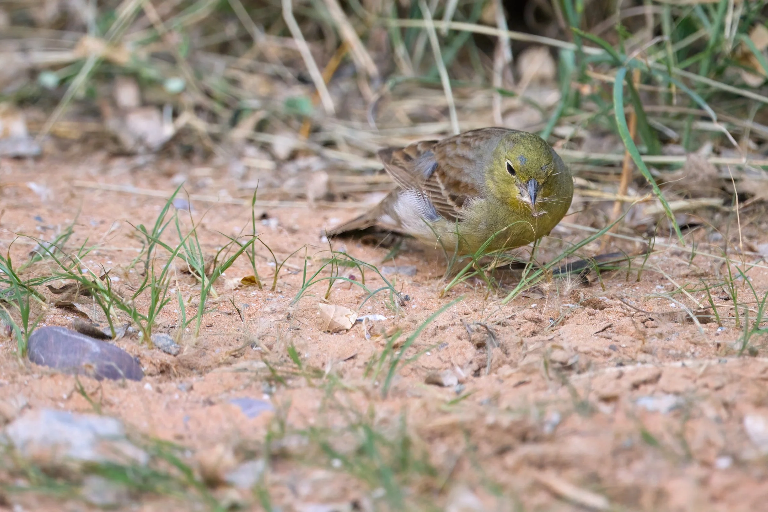 Cinereous Bunting | بلبل الشعير السوري | Emberiza cineracea