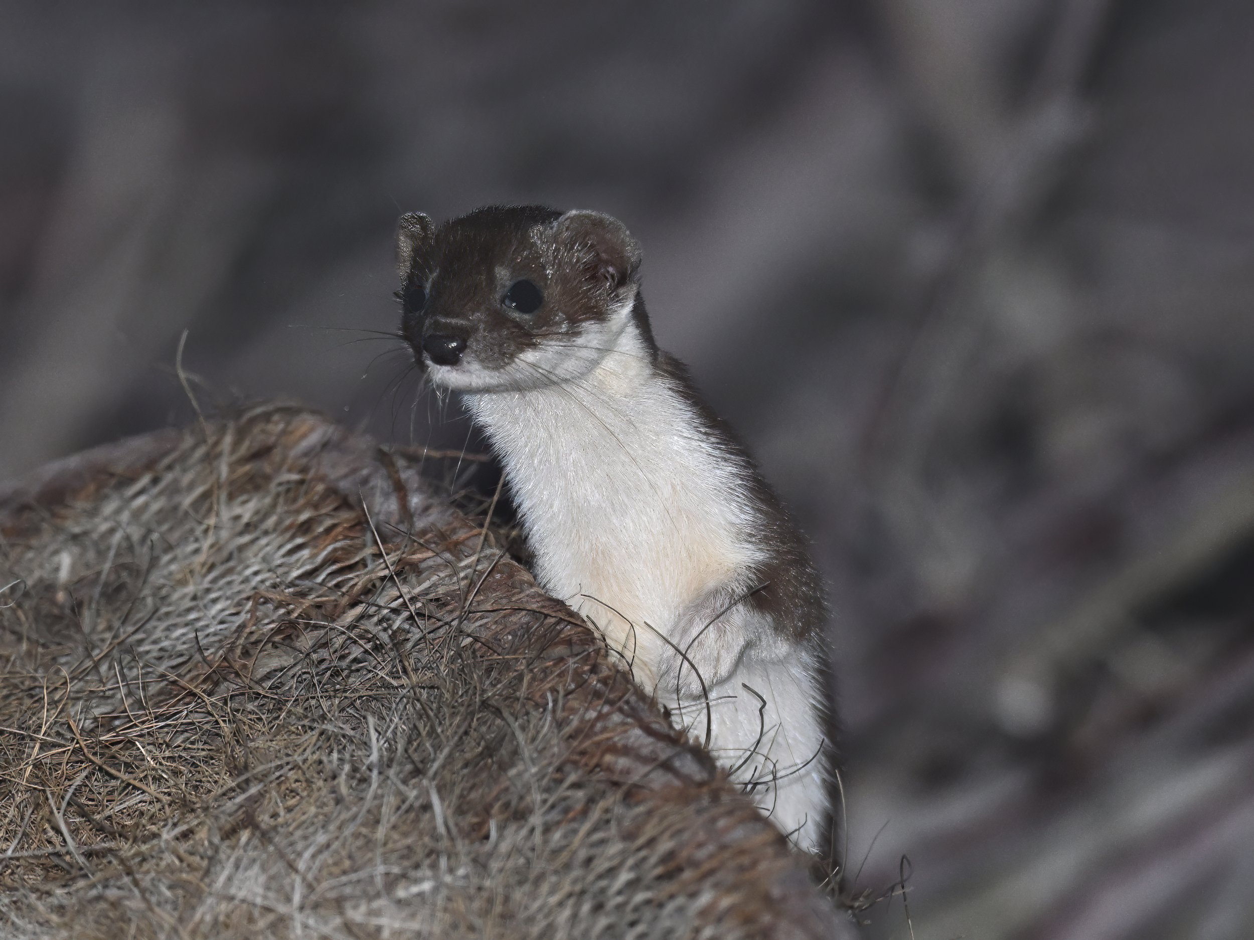 Least Weasel ابن عرس Lebanon