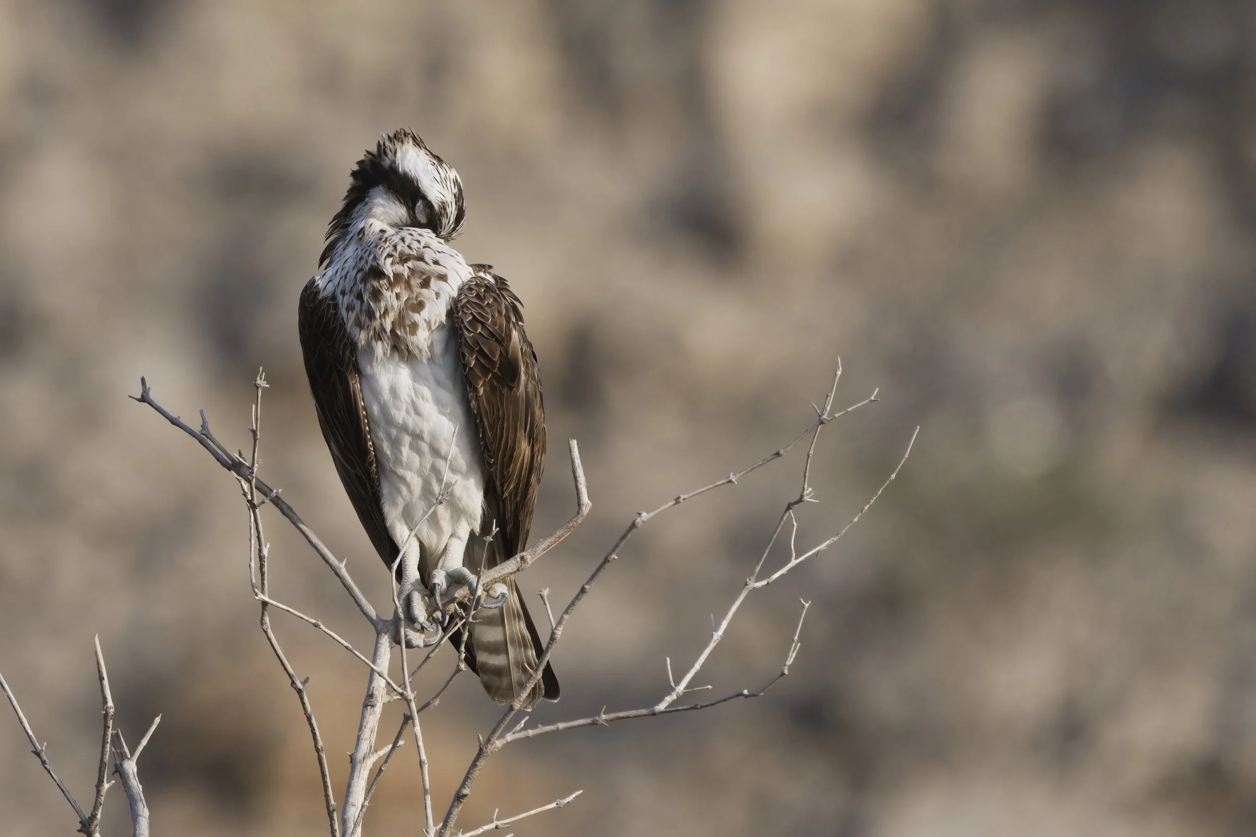 Birds watching trips UAE