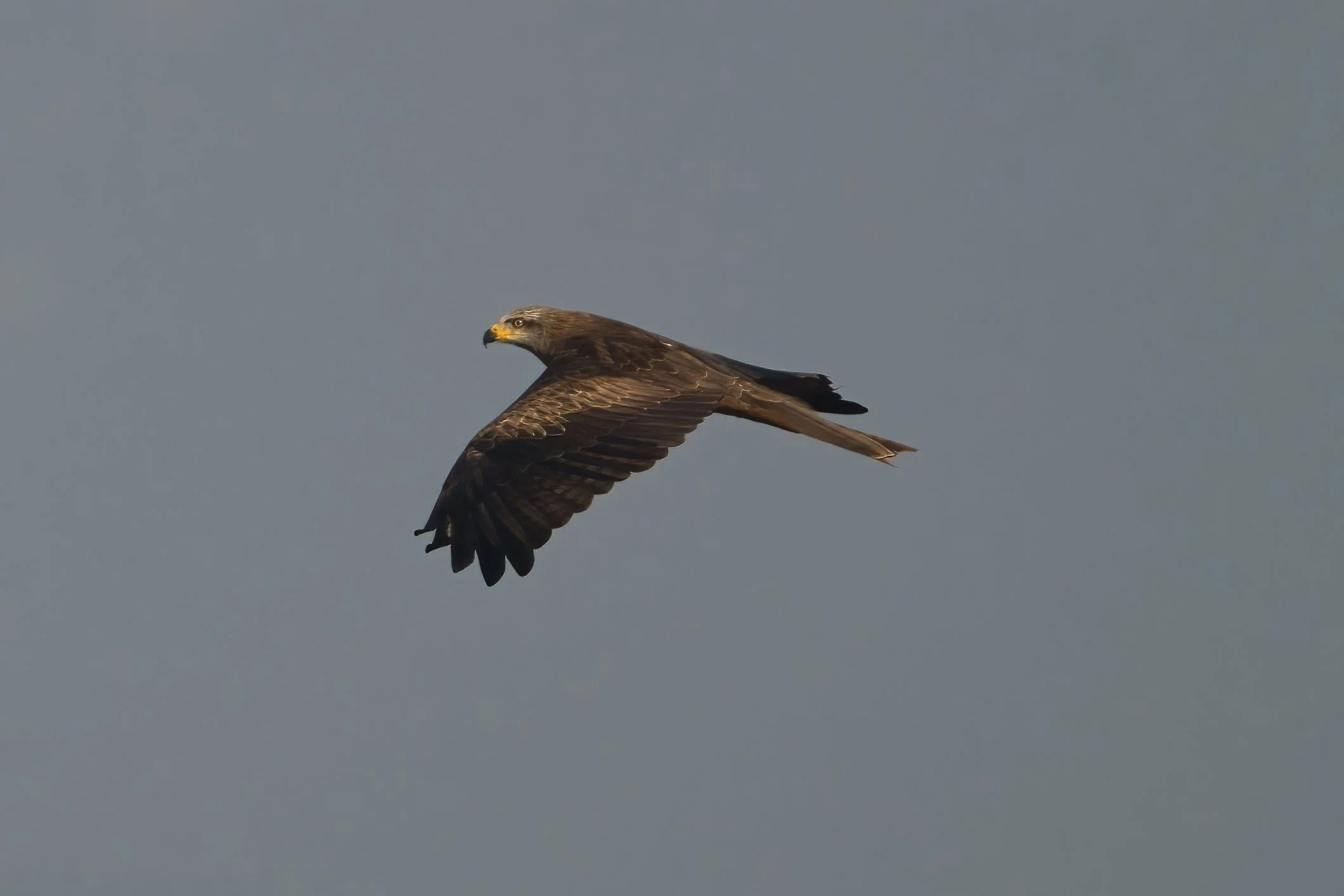 Black Kite (Milvus migrans)