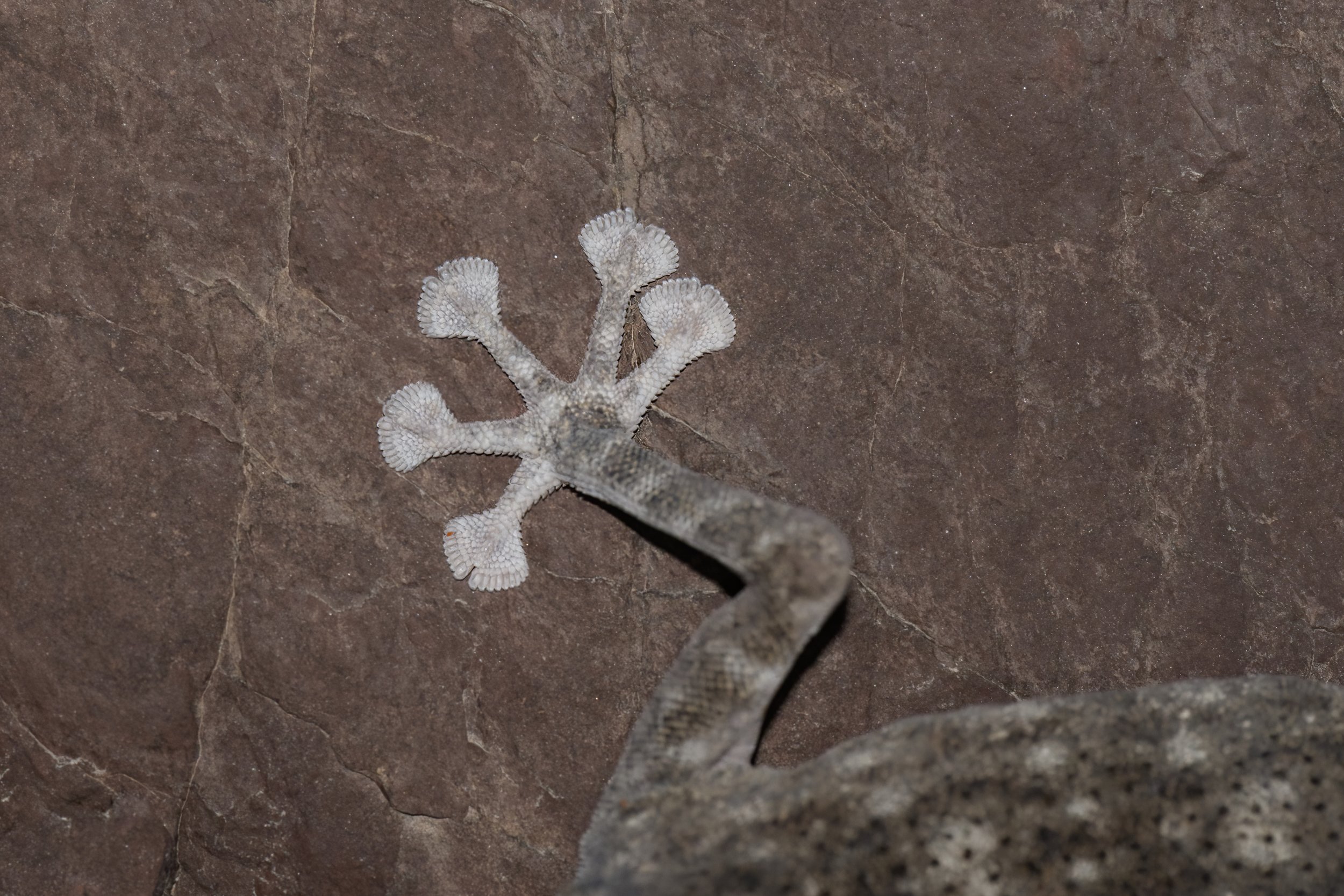 Orlov’s Fan-footed Gecko_Z091506.jpeg