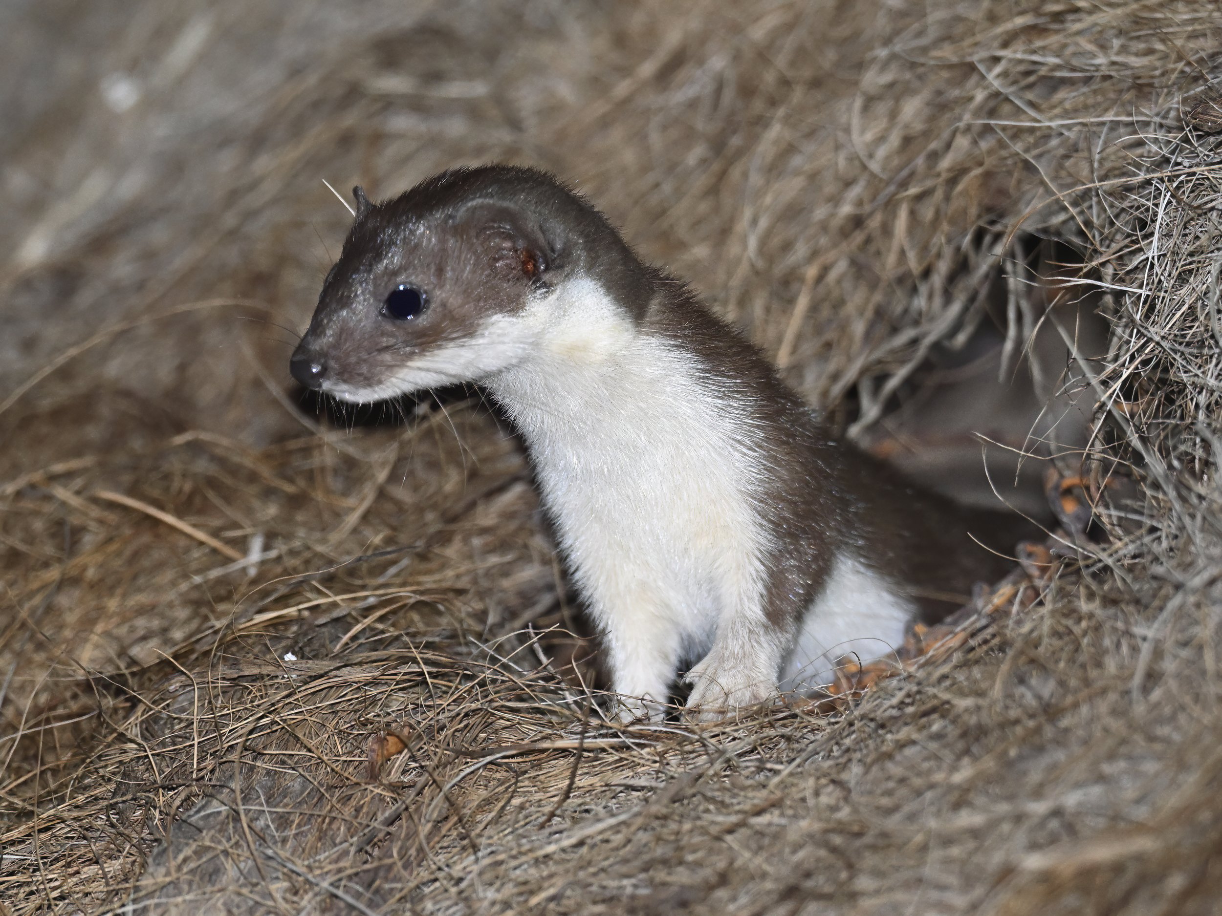 Least weasel Lebanon